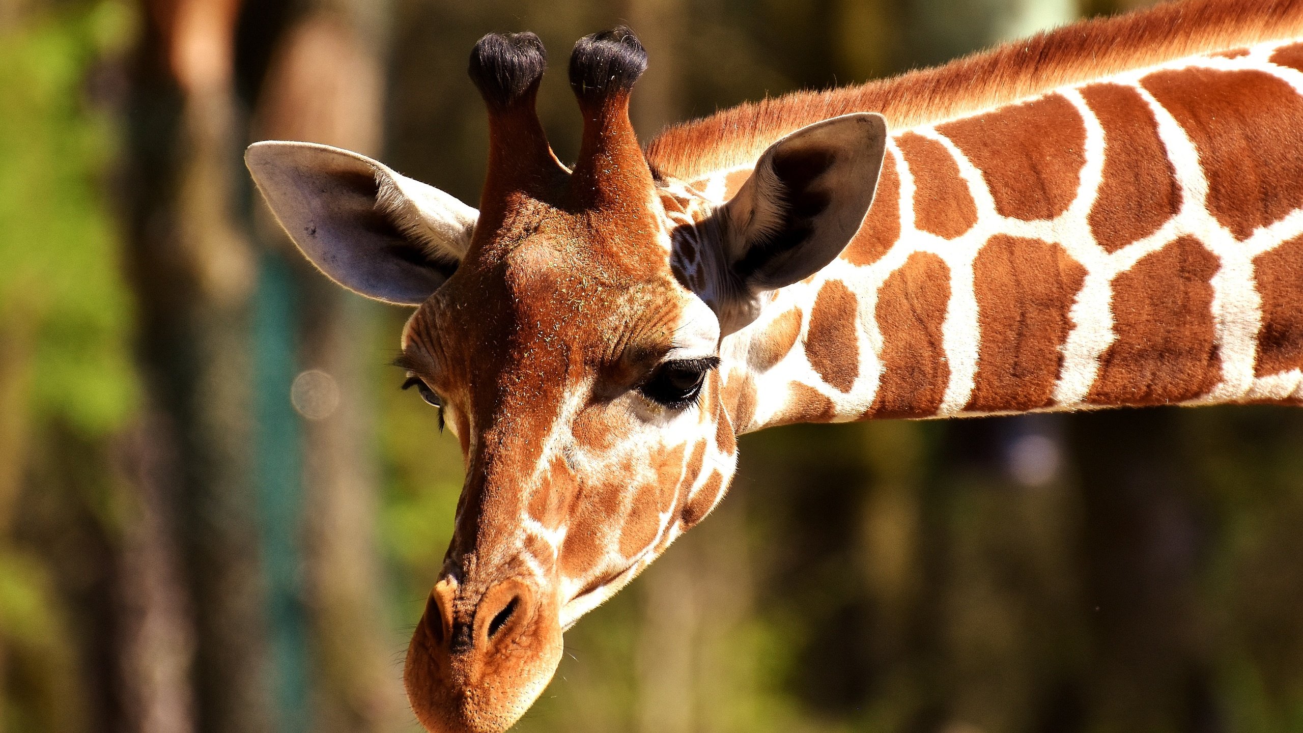 Обои морда, животное, жираф, голова, рожки, шея, face, animal, giraffe, head, horns, neck разрешение 4000x2669 Загрузить