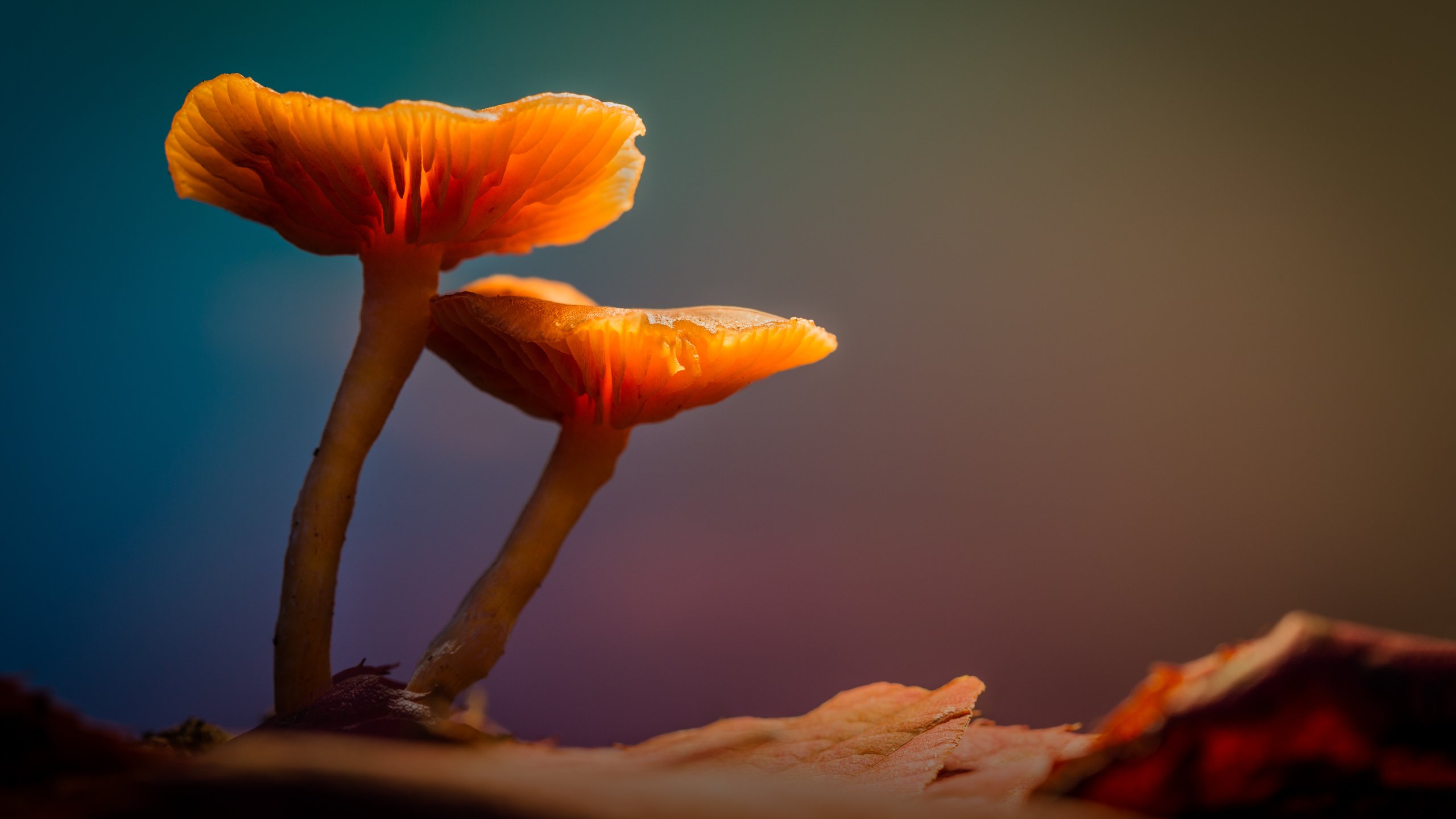 Обои свет, лес, грибы, гриб, подсветка, sophiaspurgin, лесные грибы, light, forest, mushrooms, mushroom, backlight, forest mushrooms разрешение 5760x3840 Загрузить