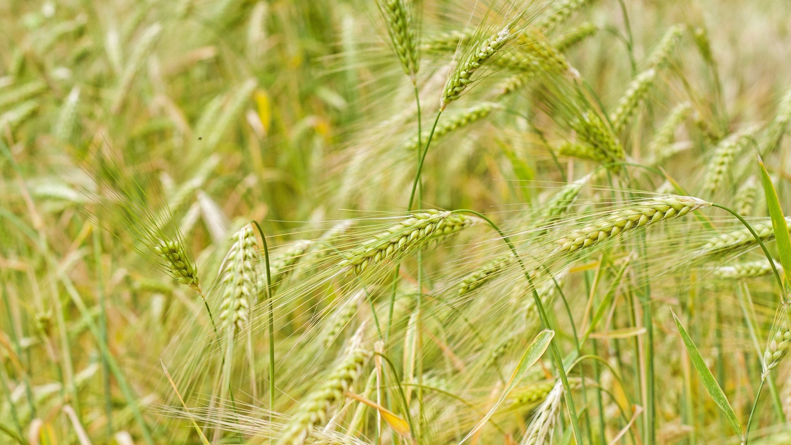 Обои природа, макро, поле, колосья, пшеница, nature, macro, field, ears, wheat разрешение 3200x2133 Загрузить