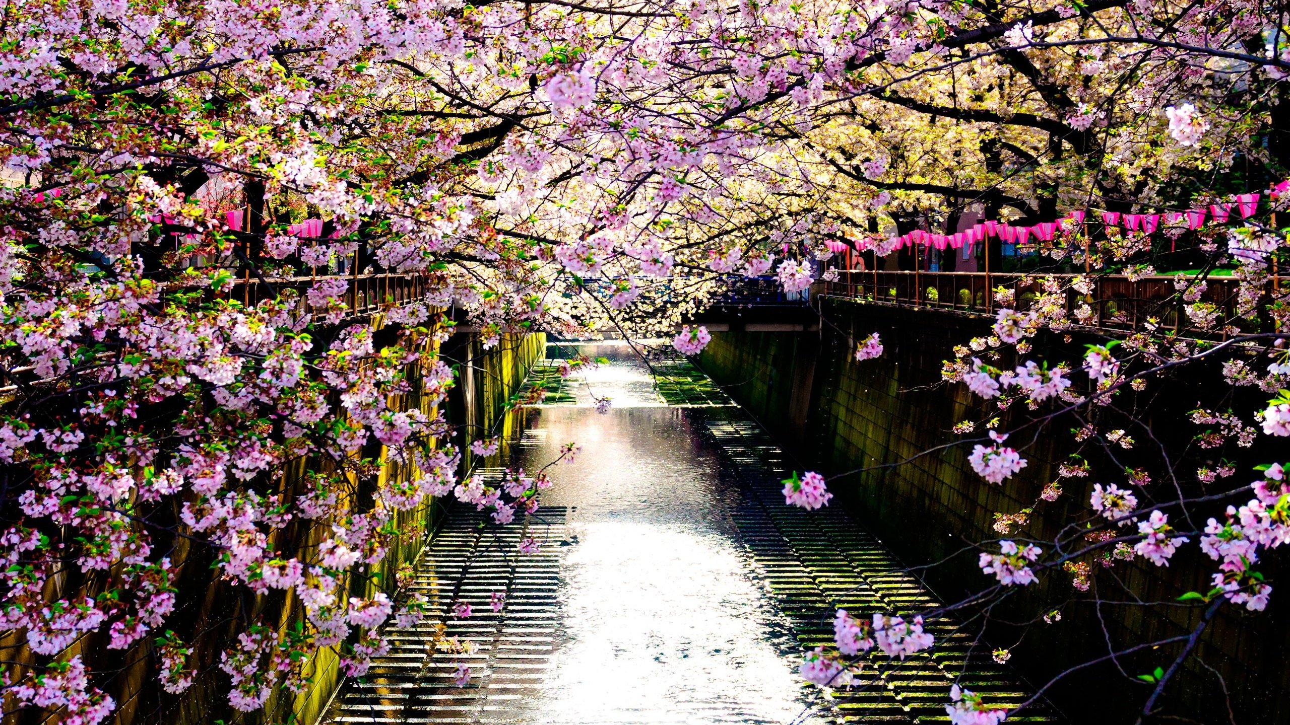 Обои река, цветение, отражение, забор, япония, весна, сакура, river, flowering, reflection, the fence, japan, spring, sakura разрешение 2560x1707 Загрузить