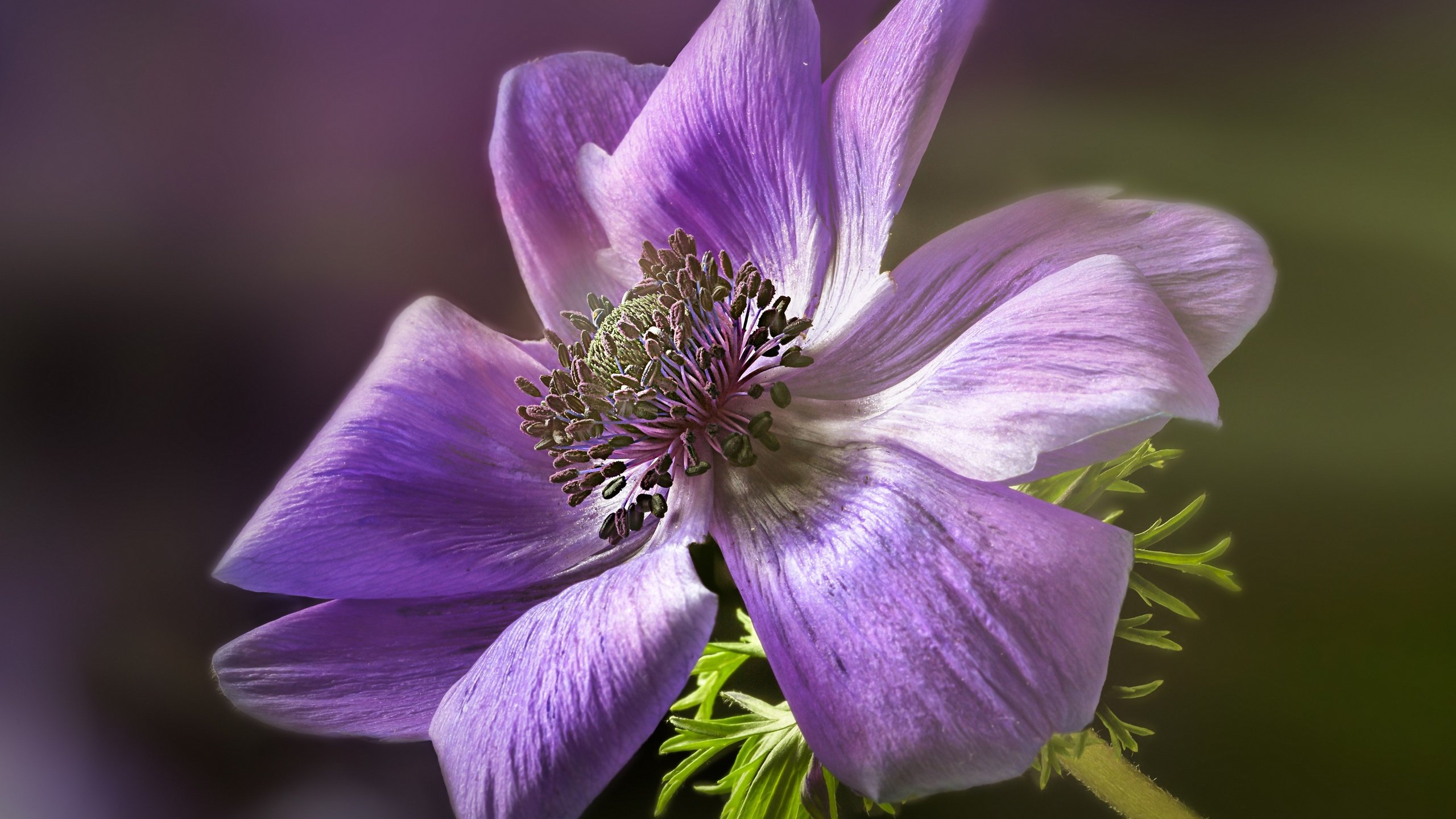 Обои цветок, лепестки, анемона, ветреница, gerard holtslag, flower, petals, anemone разрешение 3000x2143 Загрузить