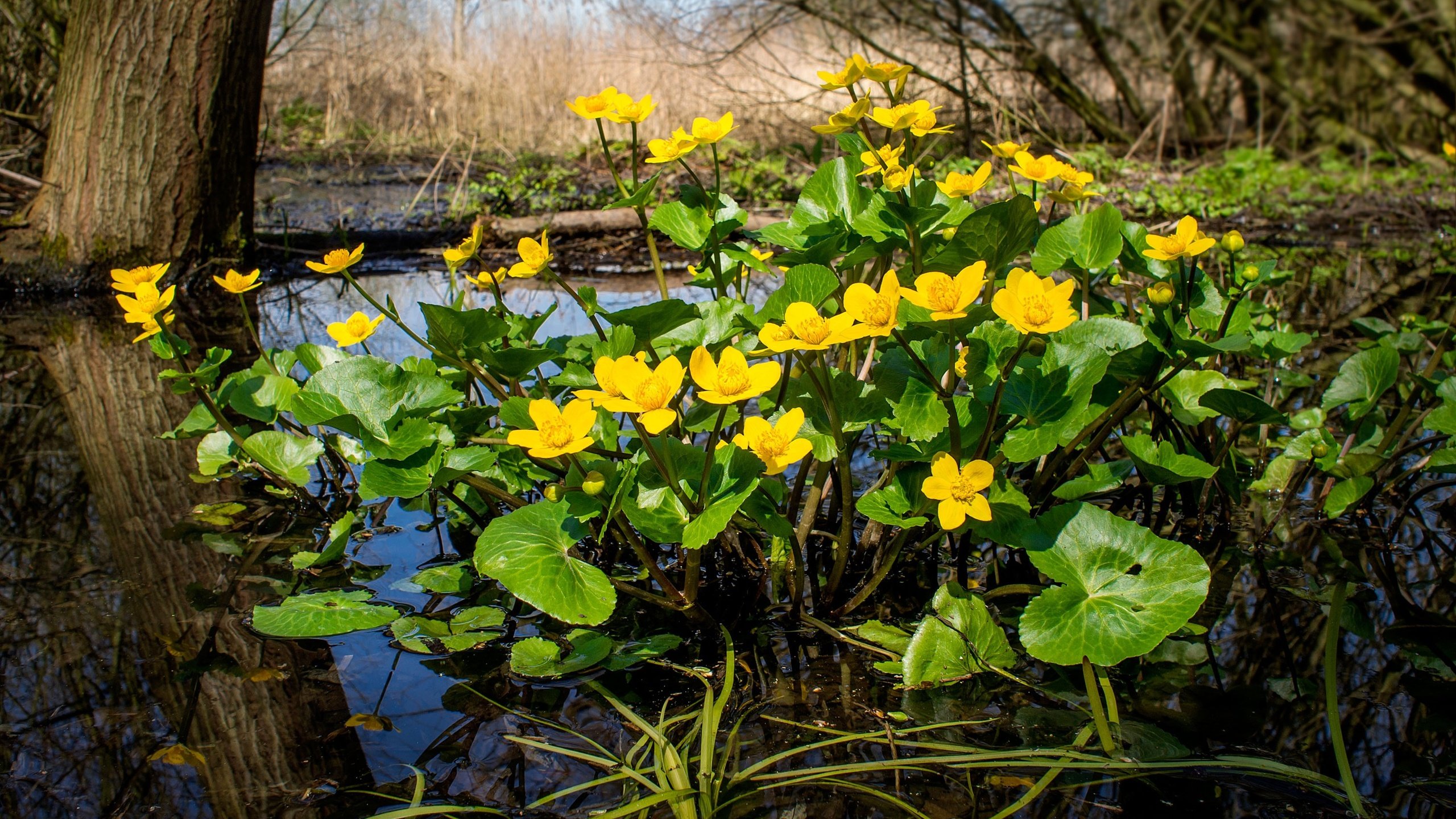 Обои цветы, природа, болото, фон, калужница, flowers, nature, swamp, background, marigold разрешение 3000x2250 Загрузить