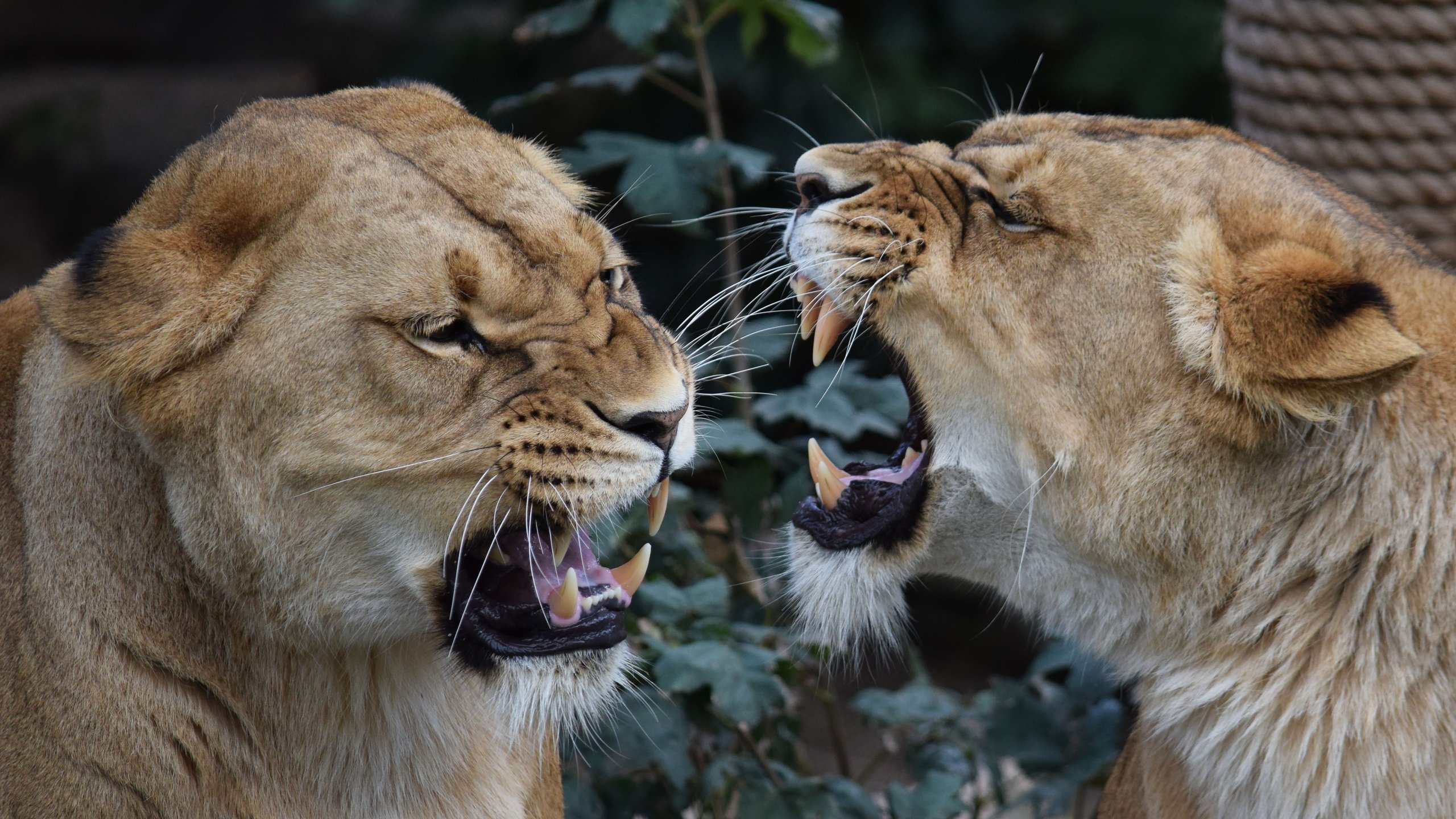 Обои клыки, львы, пасть, конфликт, львицы, fangs, lions, mouth, conflict, lioness разрешение 4887x3258 Загрузить