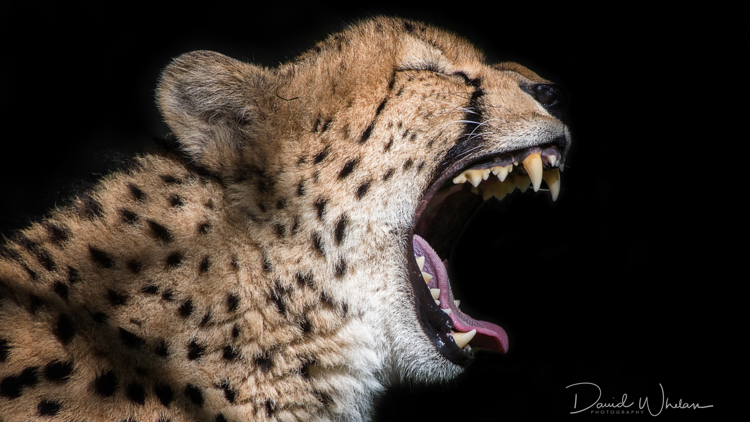 Обои кошка, черный фон, зверь, пасть, гепард, david whelan photography, cat, black background, beast, mouth, cheetah разрешение 4763x3163 Загрузить