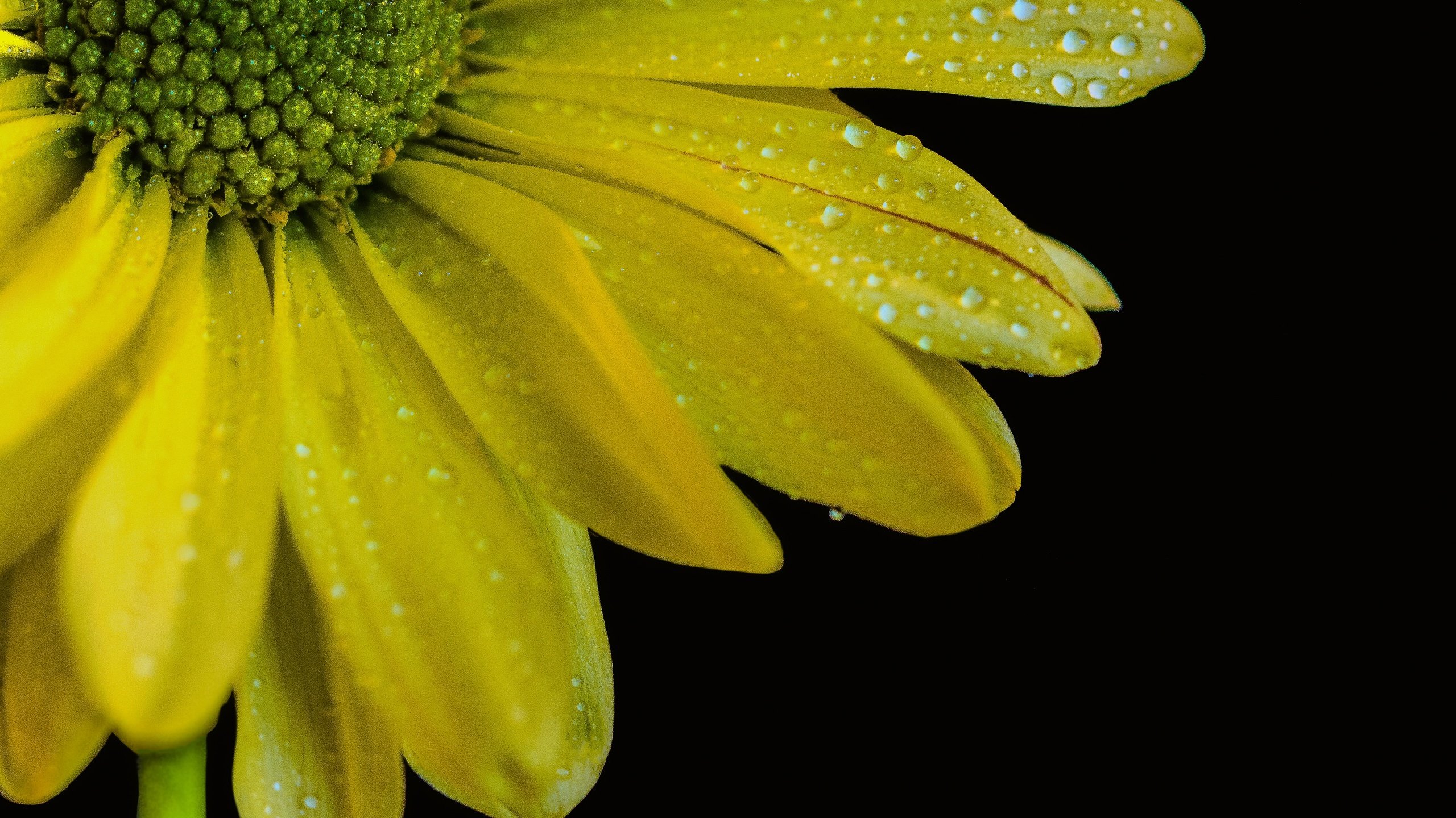 Обои желтый, макро, цветок, капли, лепестки, черный фон, yellow, macro, flower, drops, petals, black background разрешение 3591x3345 Загрузить