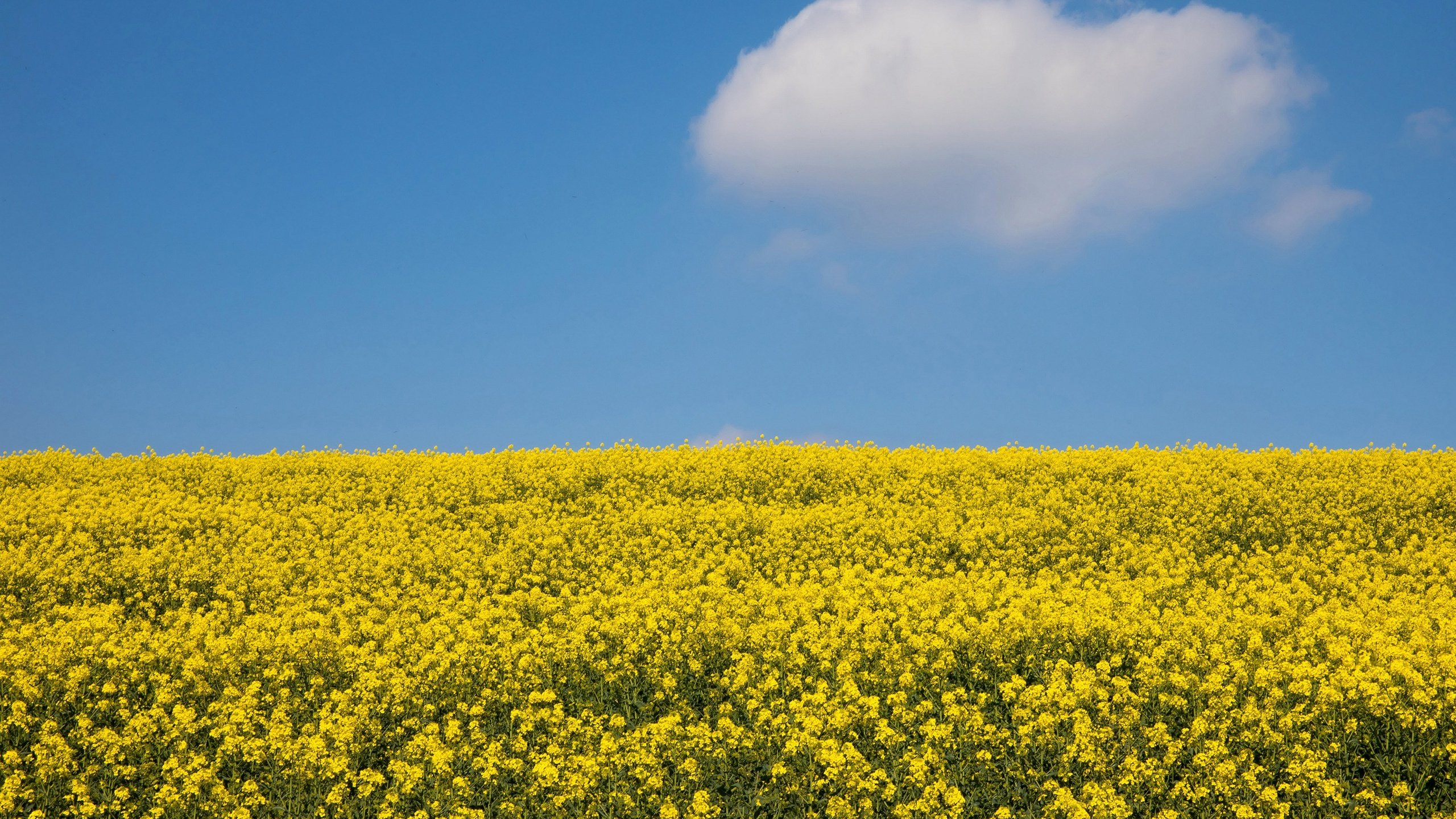 Обои небо, цветы, облака, солнце, поле, рапс, the sky, flowers, clouds, the sun, field, rape разрешение 3000x2020 Загрузить