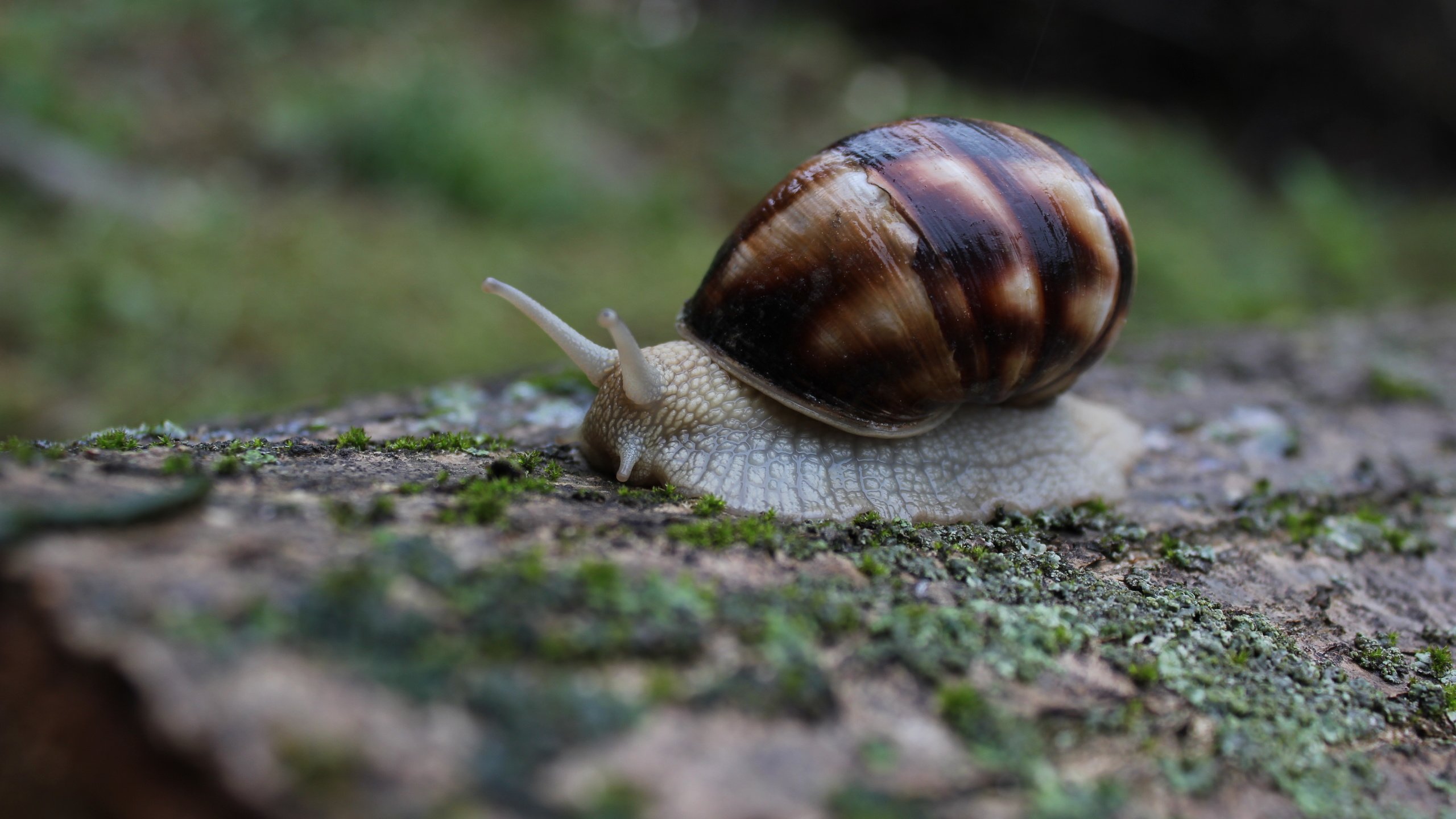 Обои природа, макро, моллюск, улитка, слизень, nature, macro, clam, snail, slug разрешение 5184x3456 Загрузить