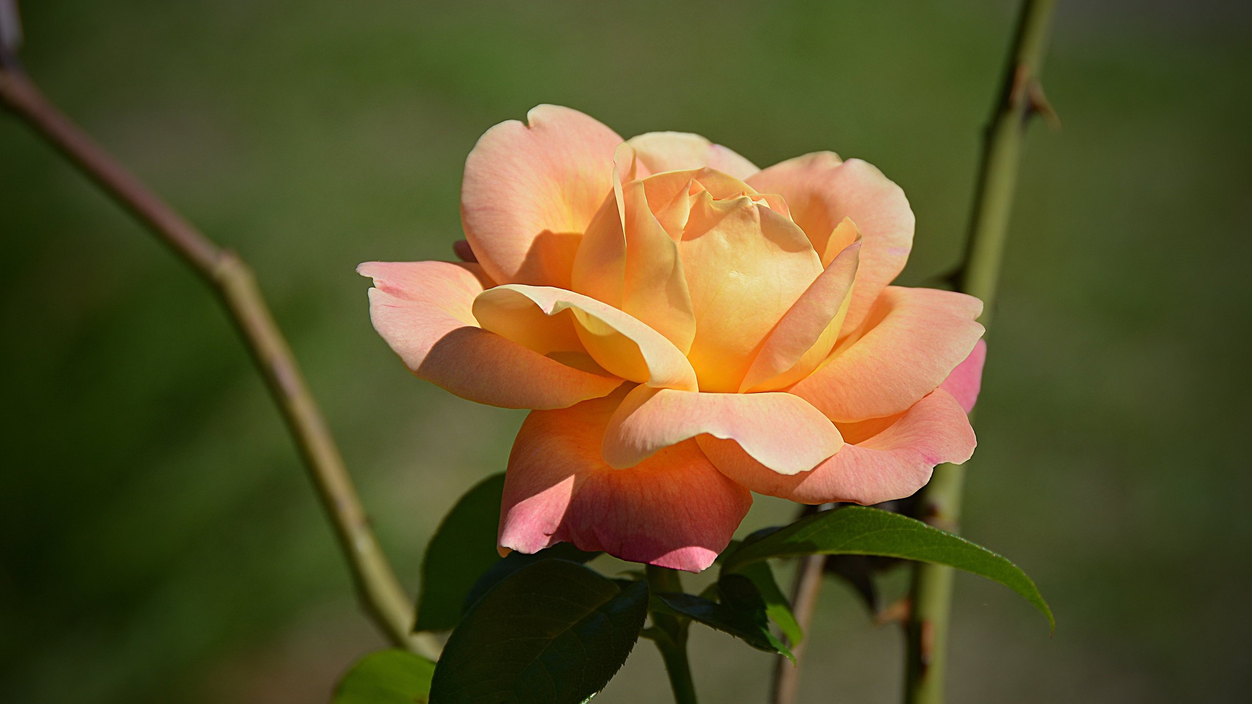 Обои цветок, роза, лепестки, боке, flower, rose, petals, bokeh разрешение 5013x3274 Загрузить