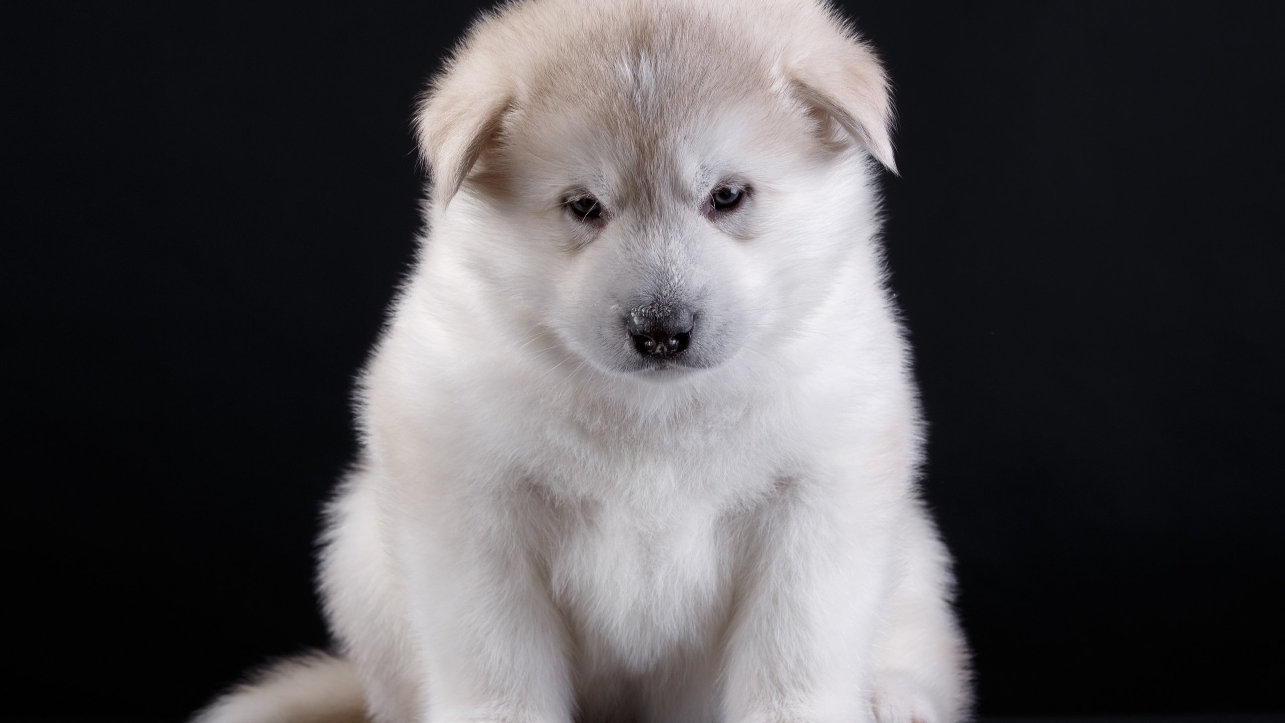 Обои глаза, мордочка, взгляд, собака, щенок, порода, акита, eyes, muzzle, look, dog, puppy, breed, akita разрешение 3000x2072 Загрузить