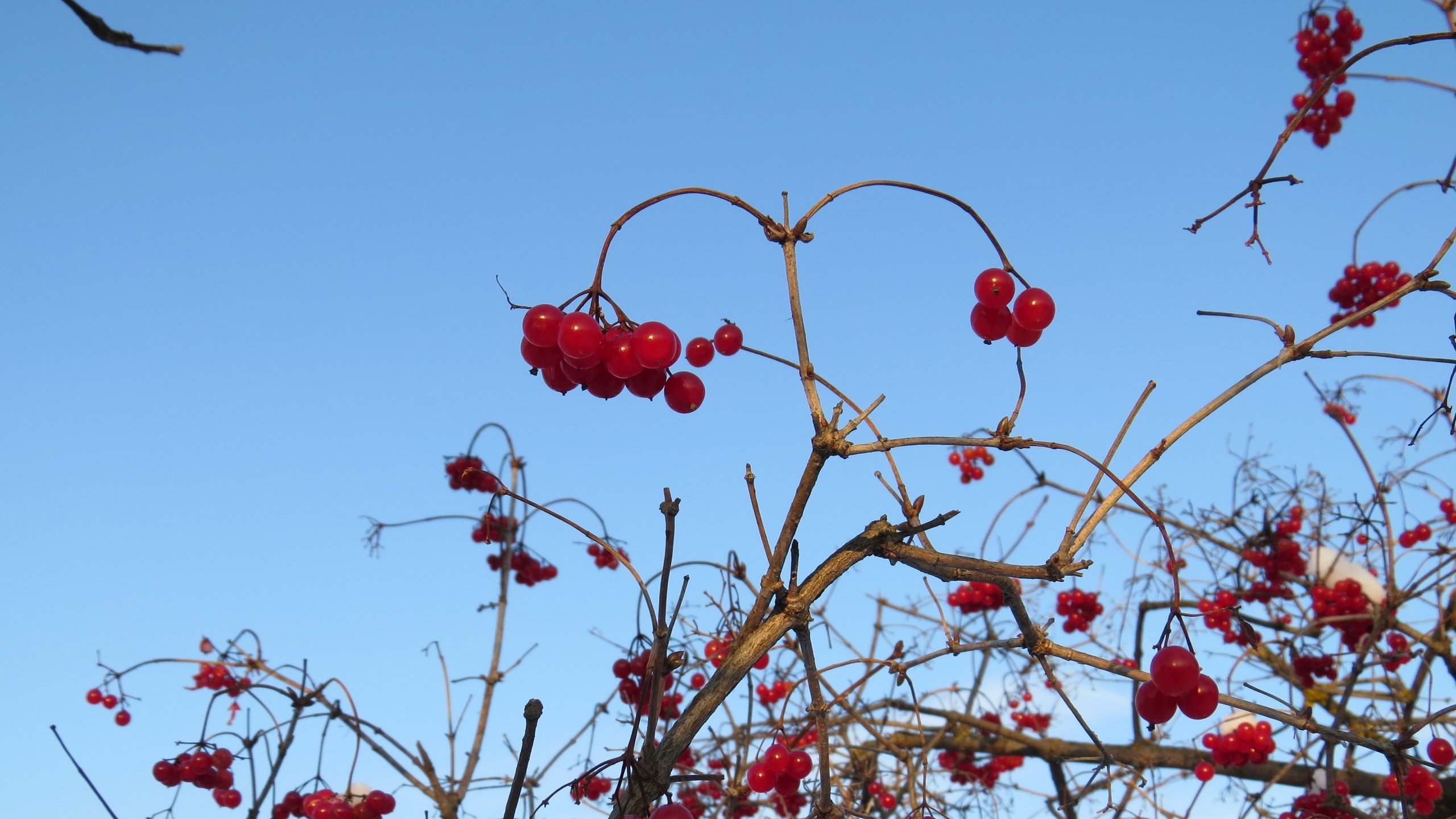 Обои небо, ветки, ягоды, куст, калина, the sky, branches, berries, bush, kalina разрешение 4000x3000 Загрузить