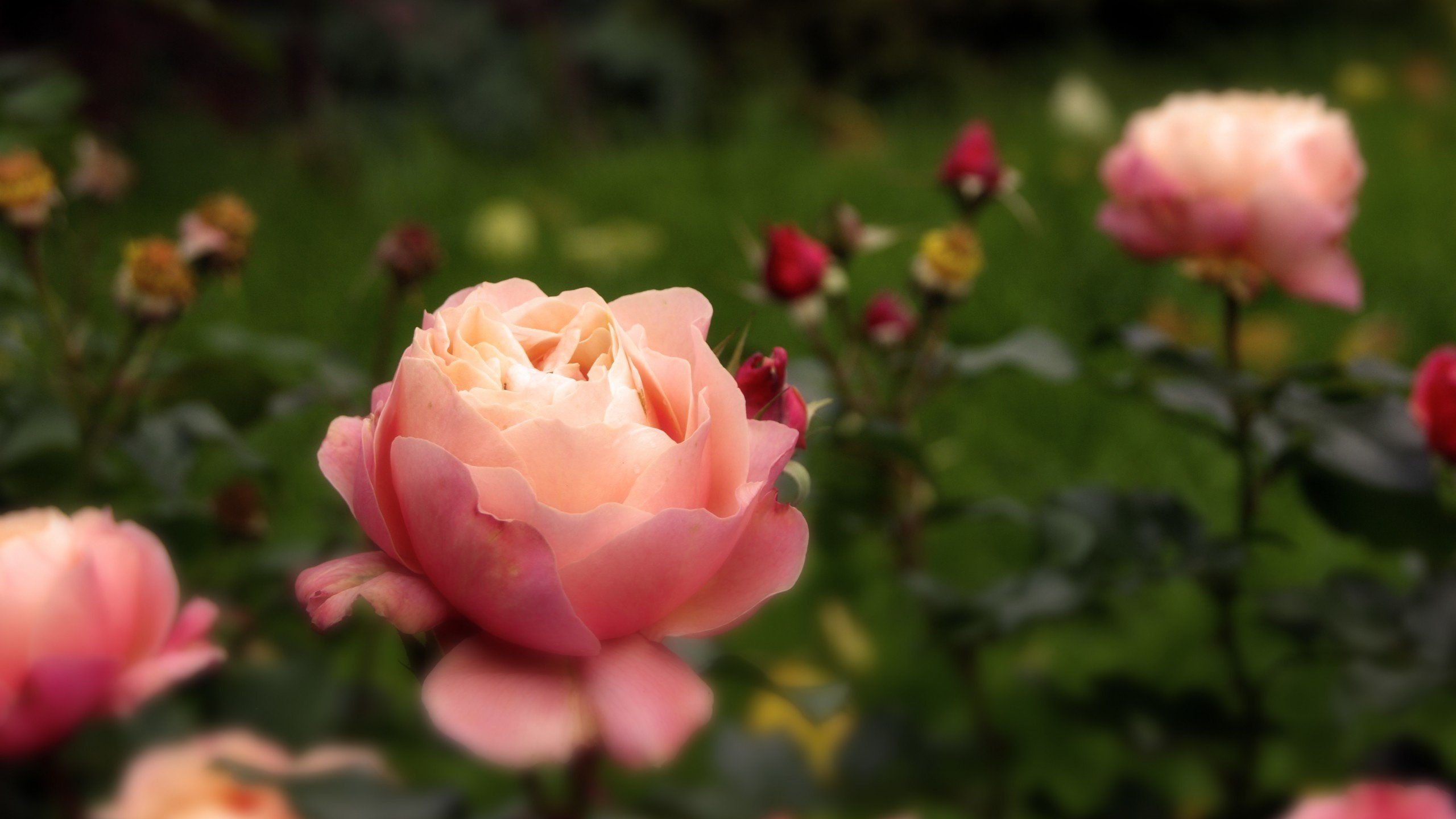 Обои цветы, розы, роза, осень, бутон, розовые, flowers, roses, rose, autumn, bud, pink разрешение 2560x1600 Загрузить