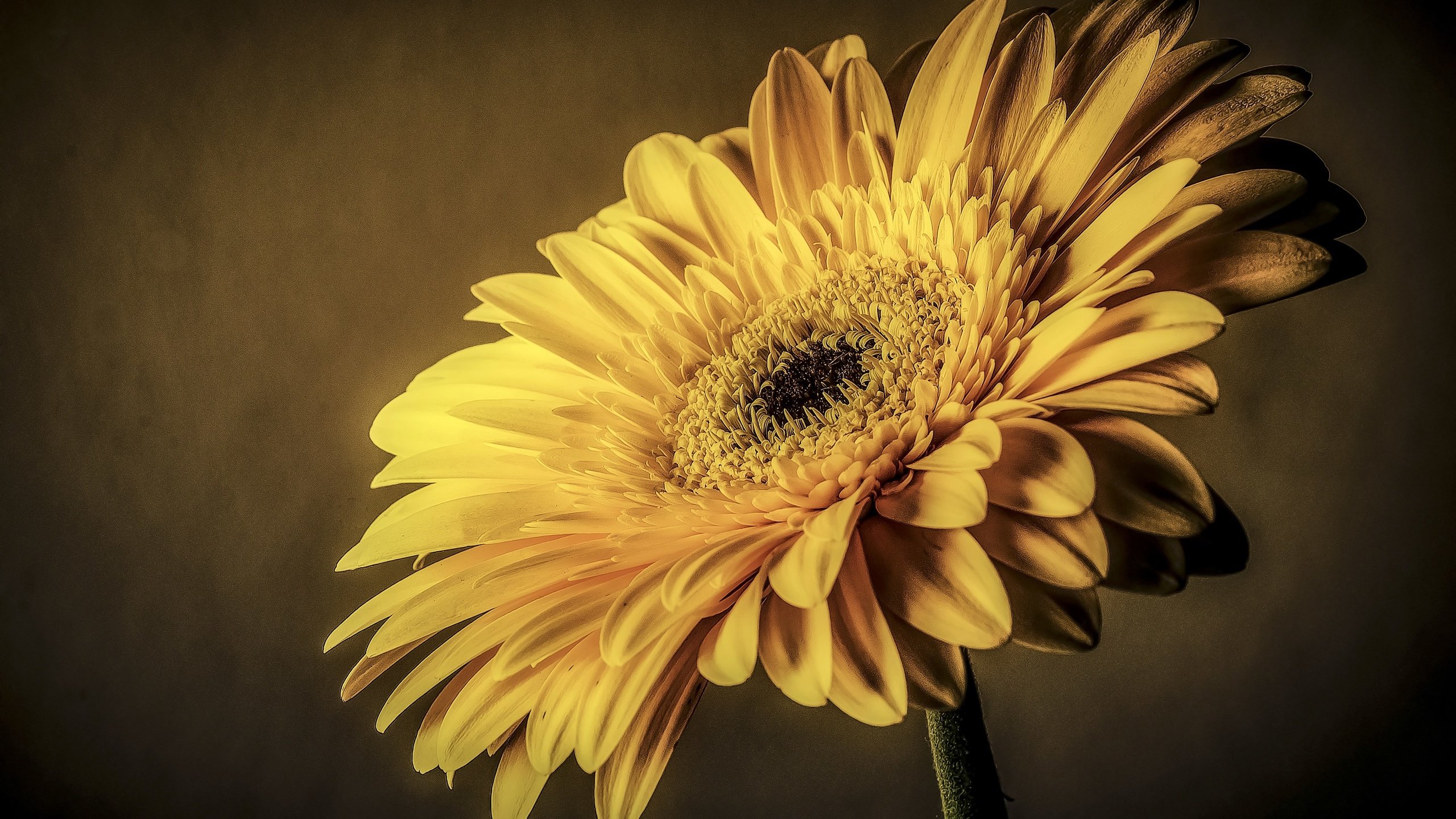 Обои макро, цветок, лепестки, жёлтая, гербера, macro, flower, petals, yellow, gerbera разрешение 2880x1908 Загрузить