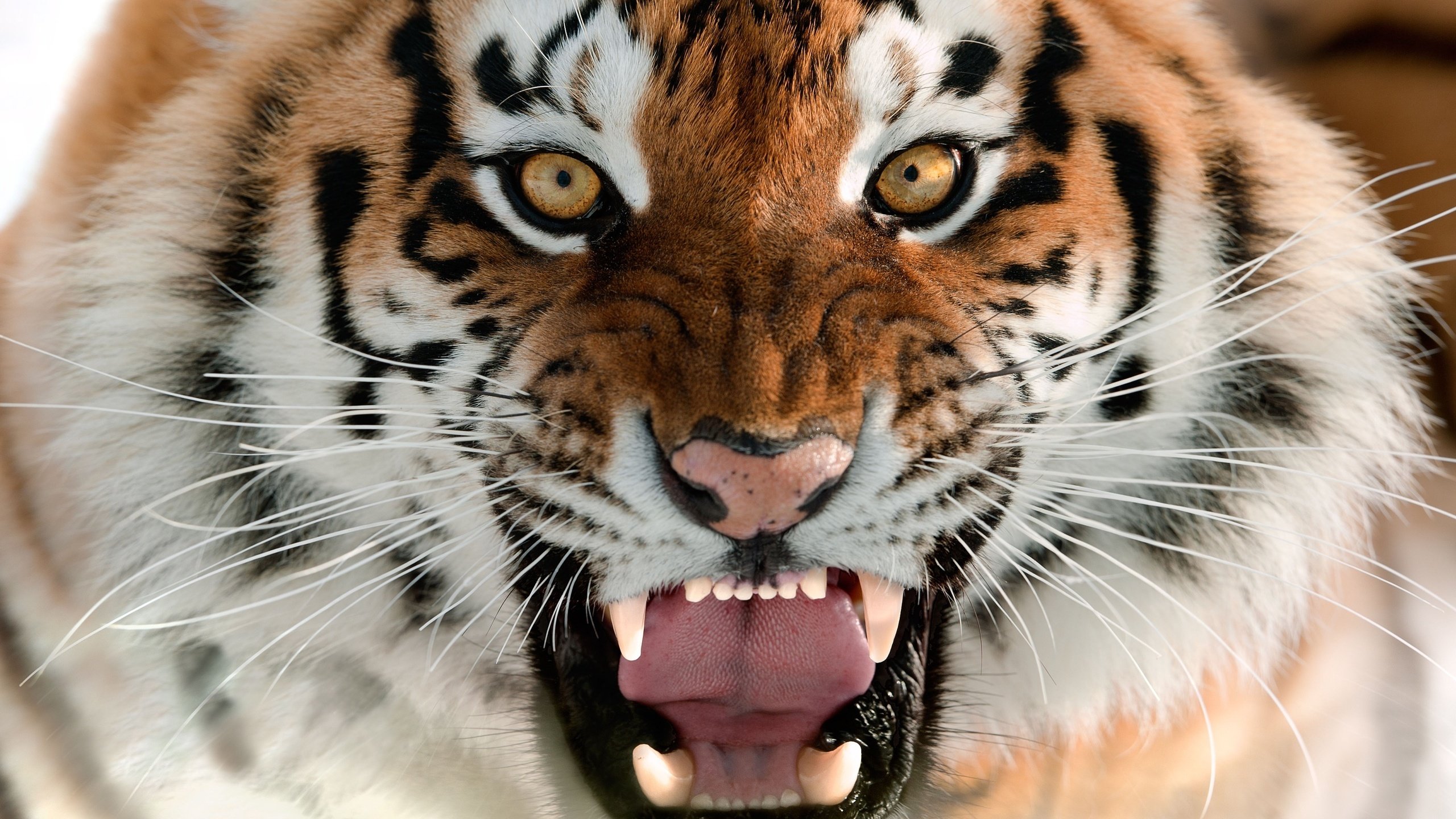 Обои тигр, морда, язык, оскал, амурский тигр, tiger, face, language, grin, the amur tiger разрешение 2560x1596 Загрузить