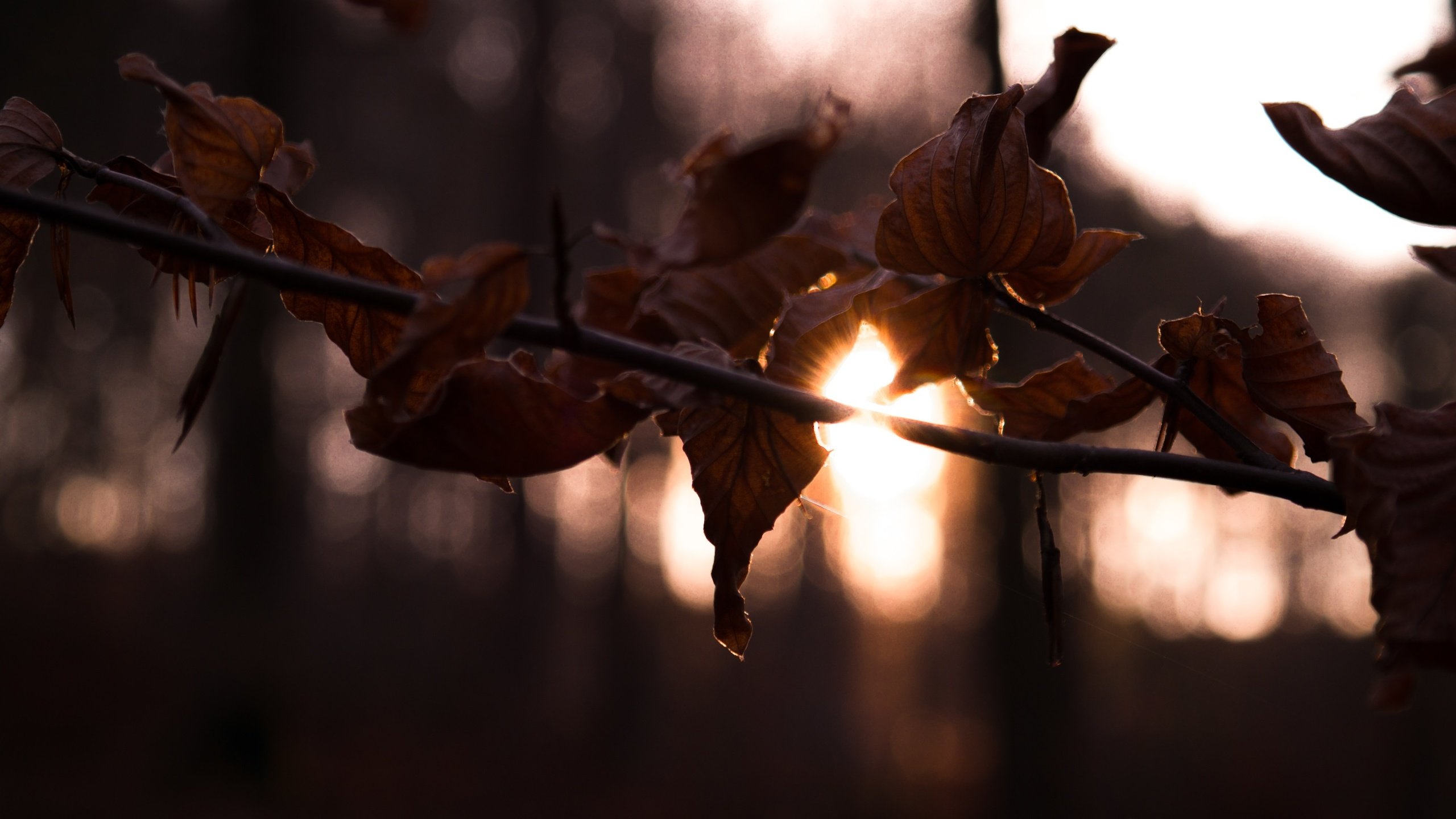 Обои ветка, солнце, лес, листья, осень, branch, the sun, forest, leaves, autumn разрешение 2800x1867 Загрузить