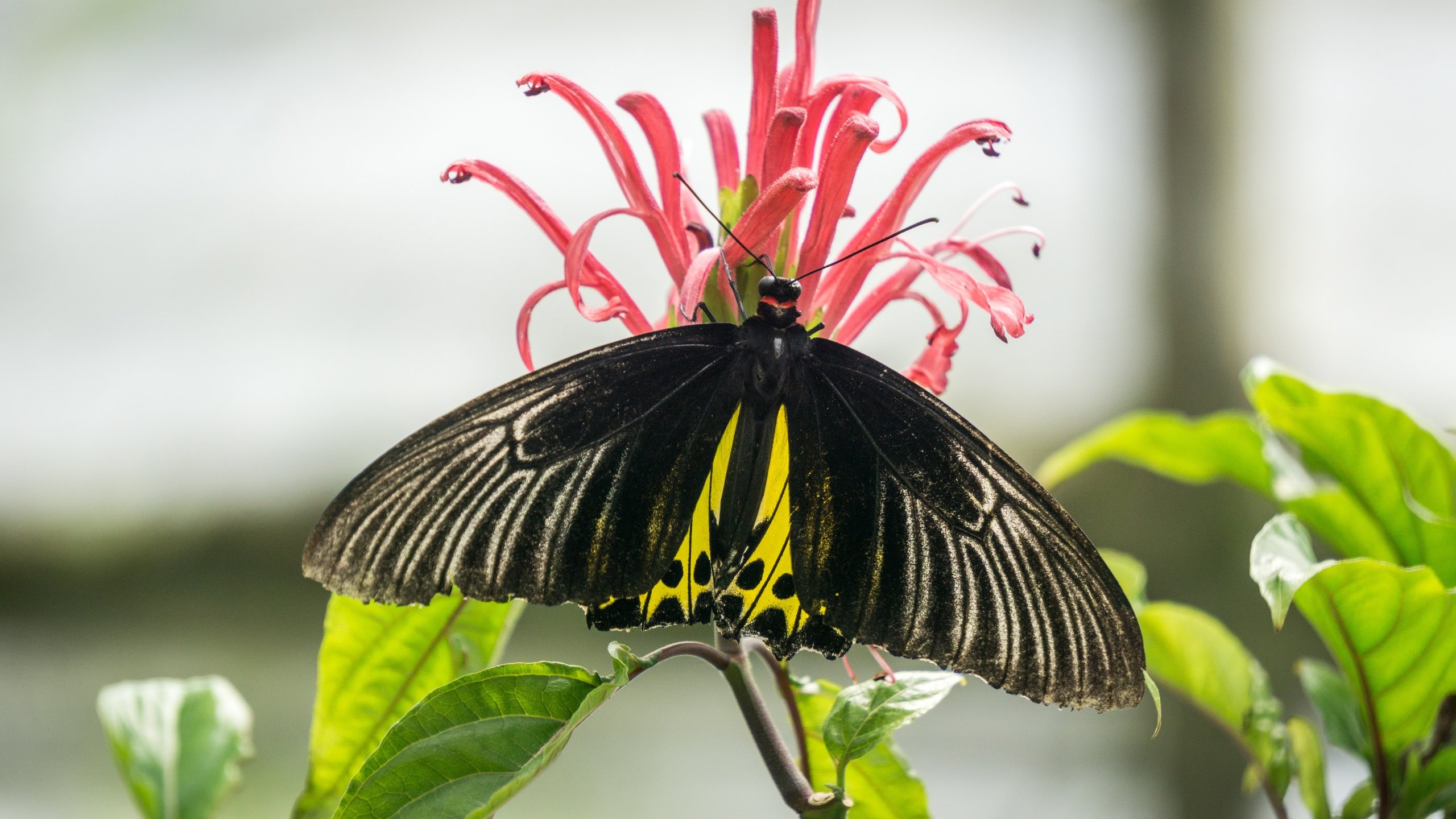 Обои природа, насекомое, цветок, бабочка, nature, insect, flower, butterfly разрешение 6000x4000 Загрузить