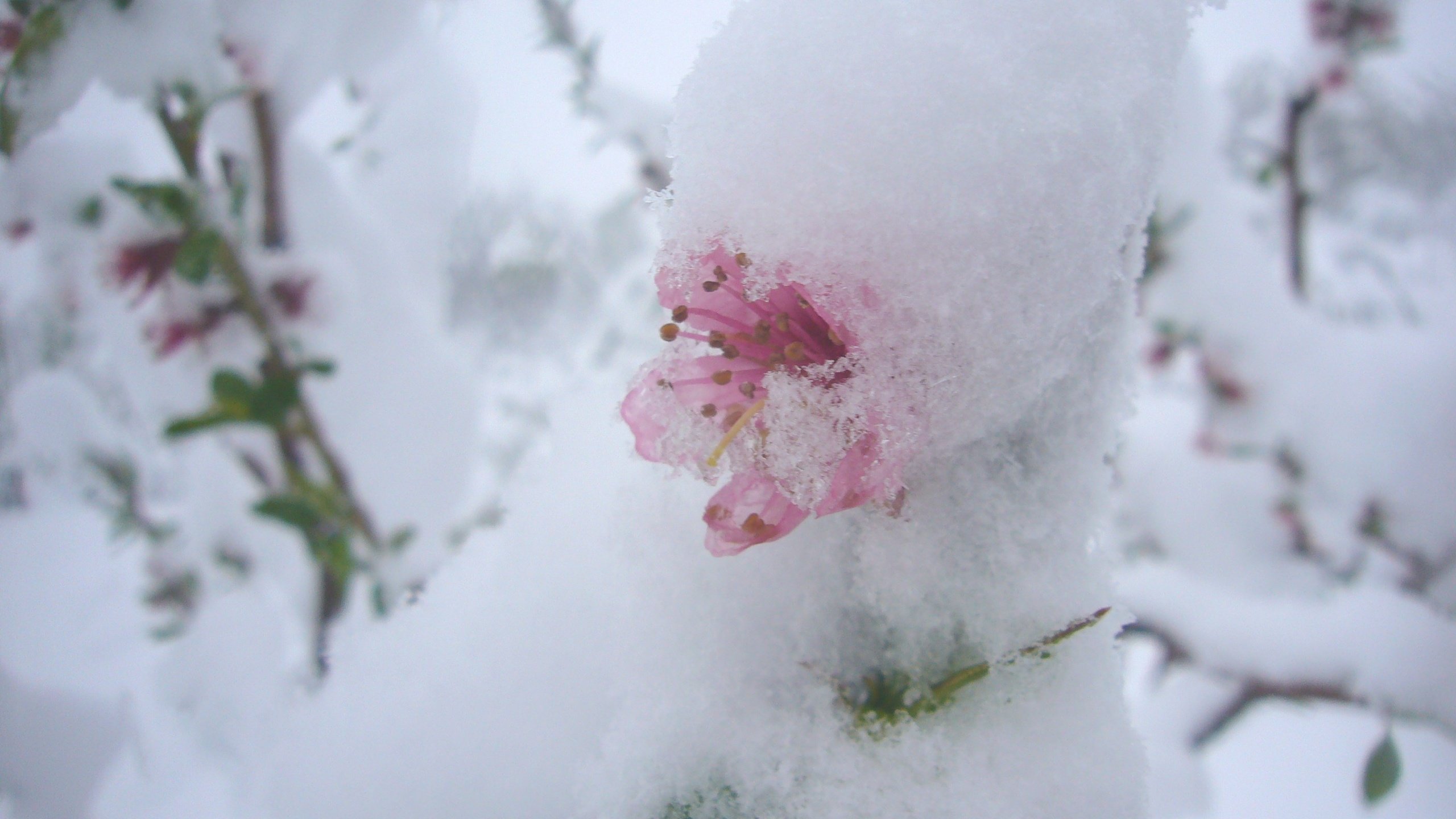 Обои цветы, снег, природа, цветение, фон, весна, flowers, snow, nature, flowering, background, spring разрешение 2816x2112 Загрузить