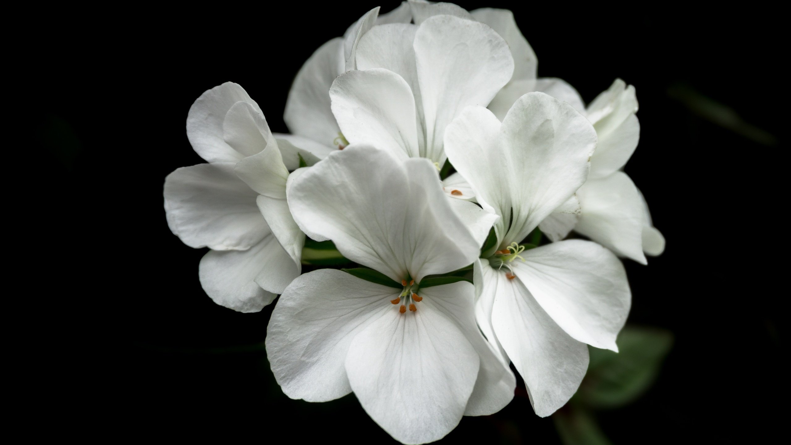 Обои природа, цветок, белый, черный фон, герань, флора, nature, flower, white, black background, geranium, flora разрешение 6000x4000 Загрузить