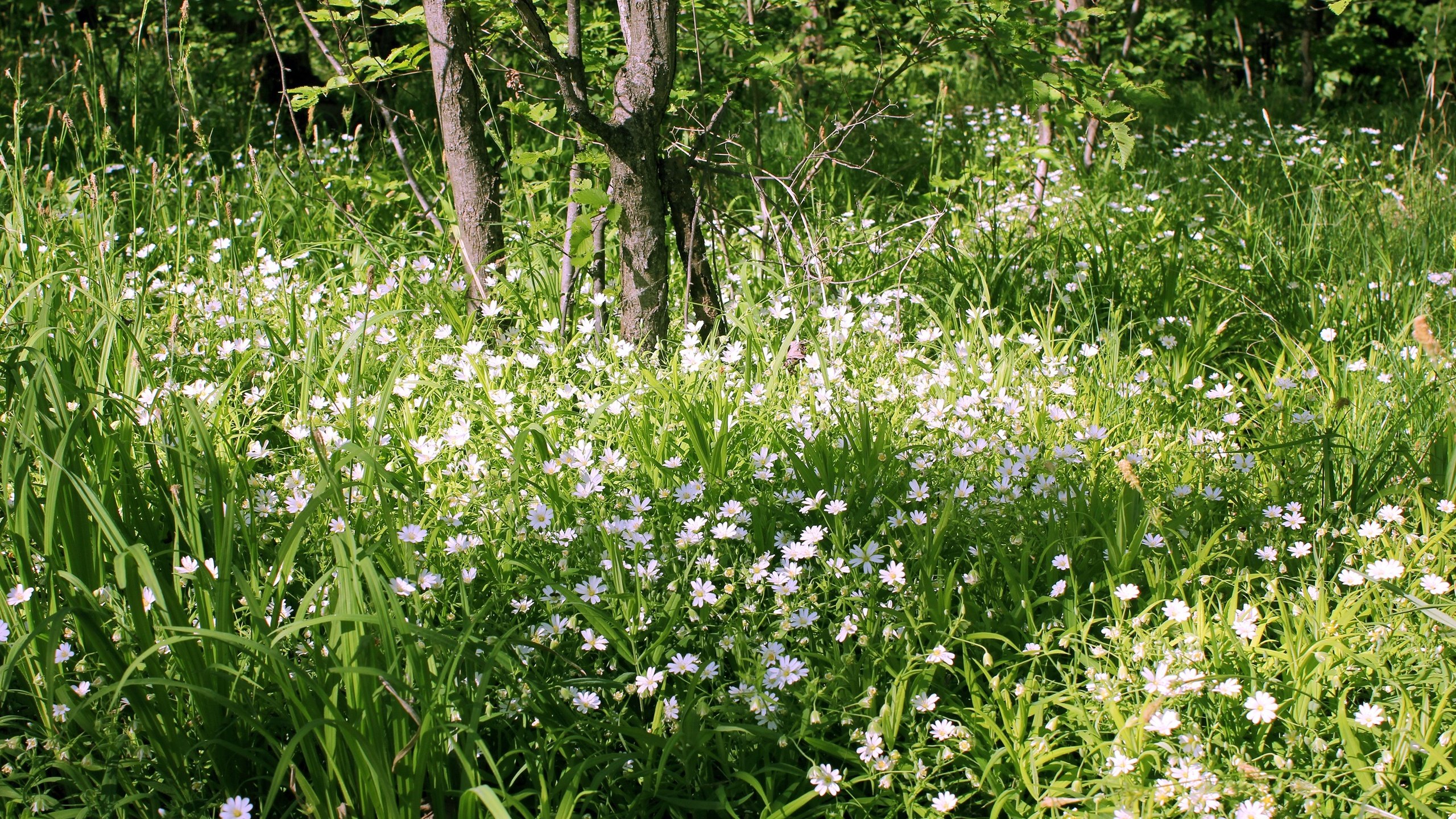 Обои цветы, трава, деревья, зелень, лес, ромашки, flowers, grass, trees, greens, forest, chamomile разрешение 3000x2000 Загрузить