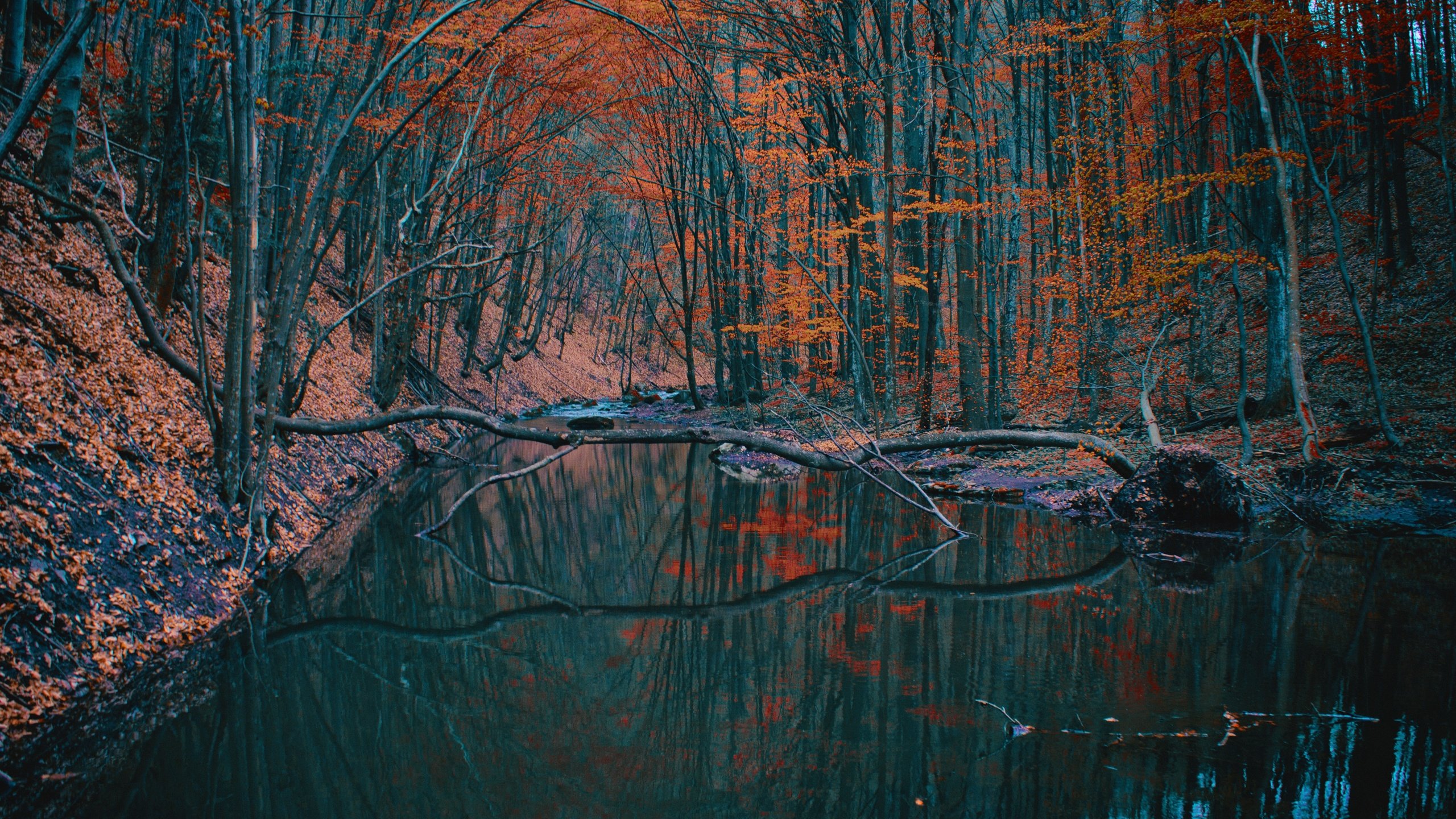 Обои деревья, озеро, лес, отражение, осень, trees, lake, forest, reflection, autumn разрешение 6144x4096 Загрузить