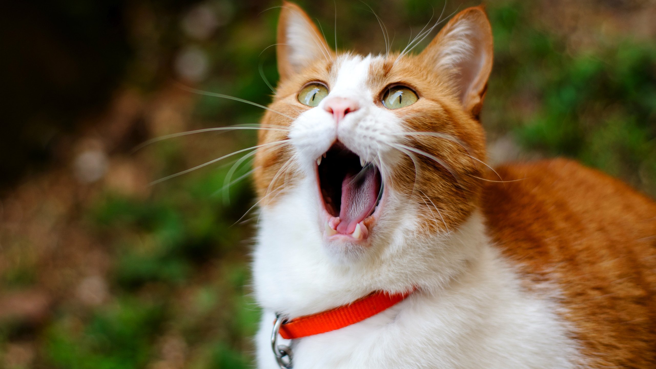 Обои кот, зубы, рыжий, язык, рот, зевает, cat, teeth, red, language, mouth, yawns разрешение 2600x1780 Загрузить