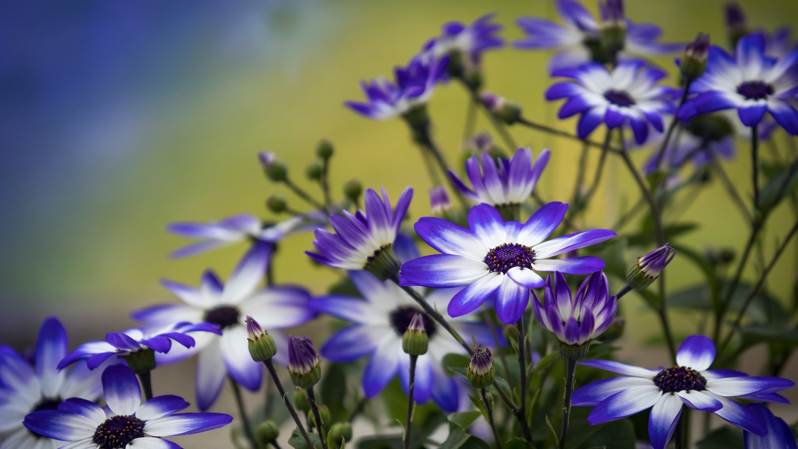 Обои цветы, лепестки, бутончики, цинерария, flowers, petals, buds, cineraria разрешение 4557x3038 Загрузить