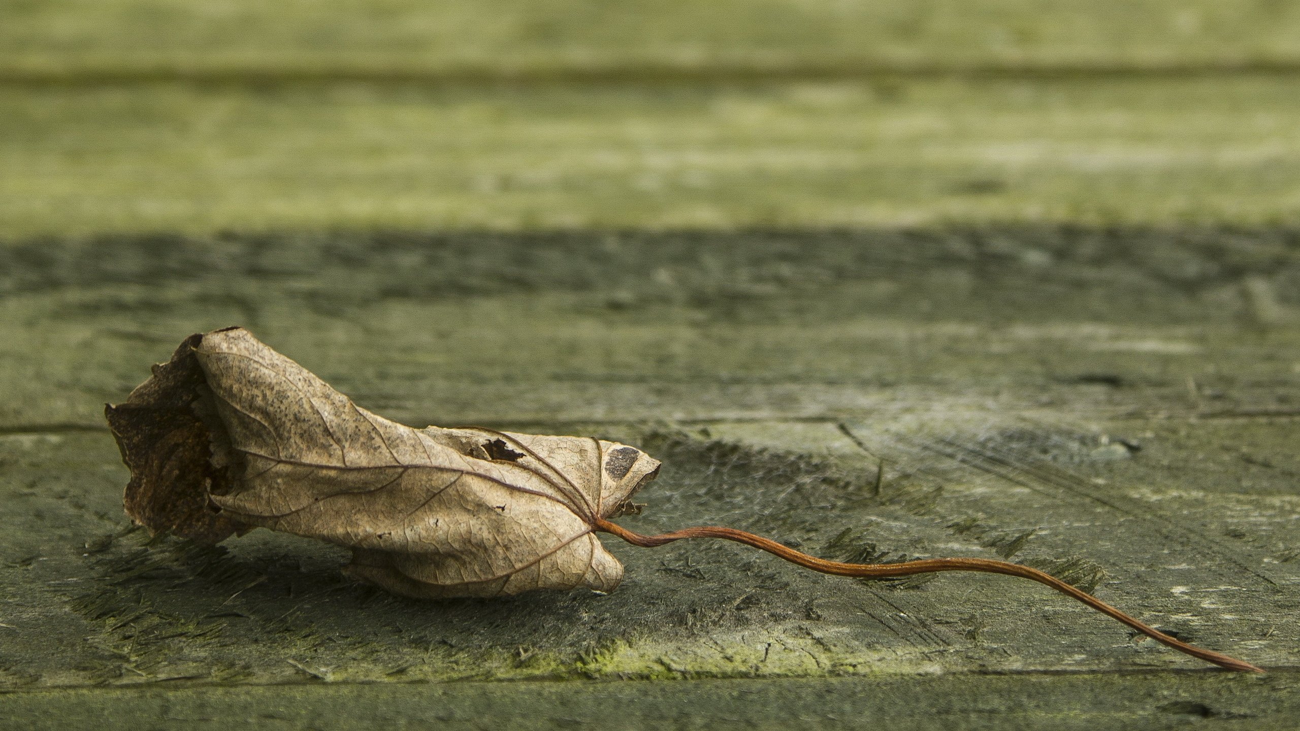 Обои природа, фон, лист, клен, опавший, сухой, nature, background, sheet, maple, fallen, dry разрешение 3000x2000 Загрузить