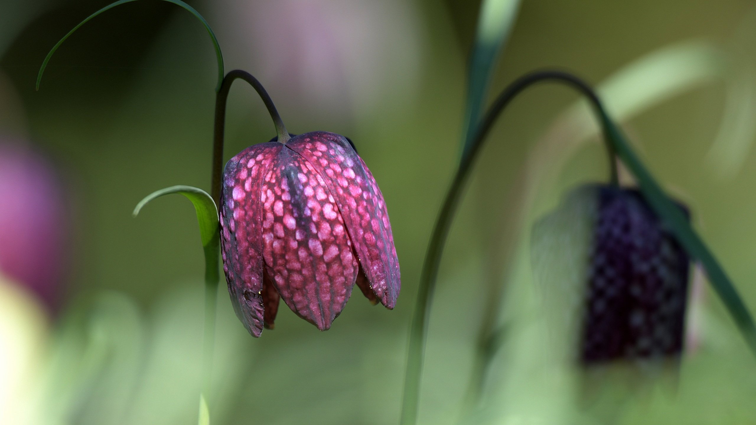 Обои макро, фон, цветок, рябчик шахматный, macro, background, flower, grouse chess разрешение 5313x3188 Загрузить