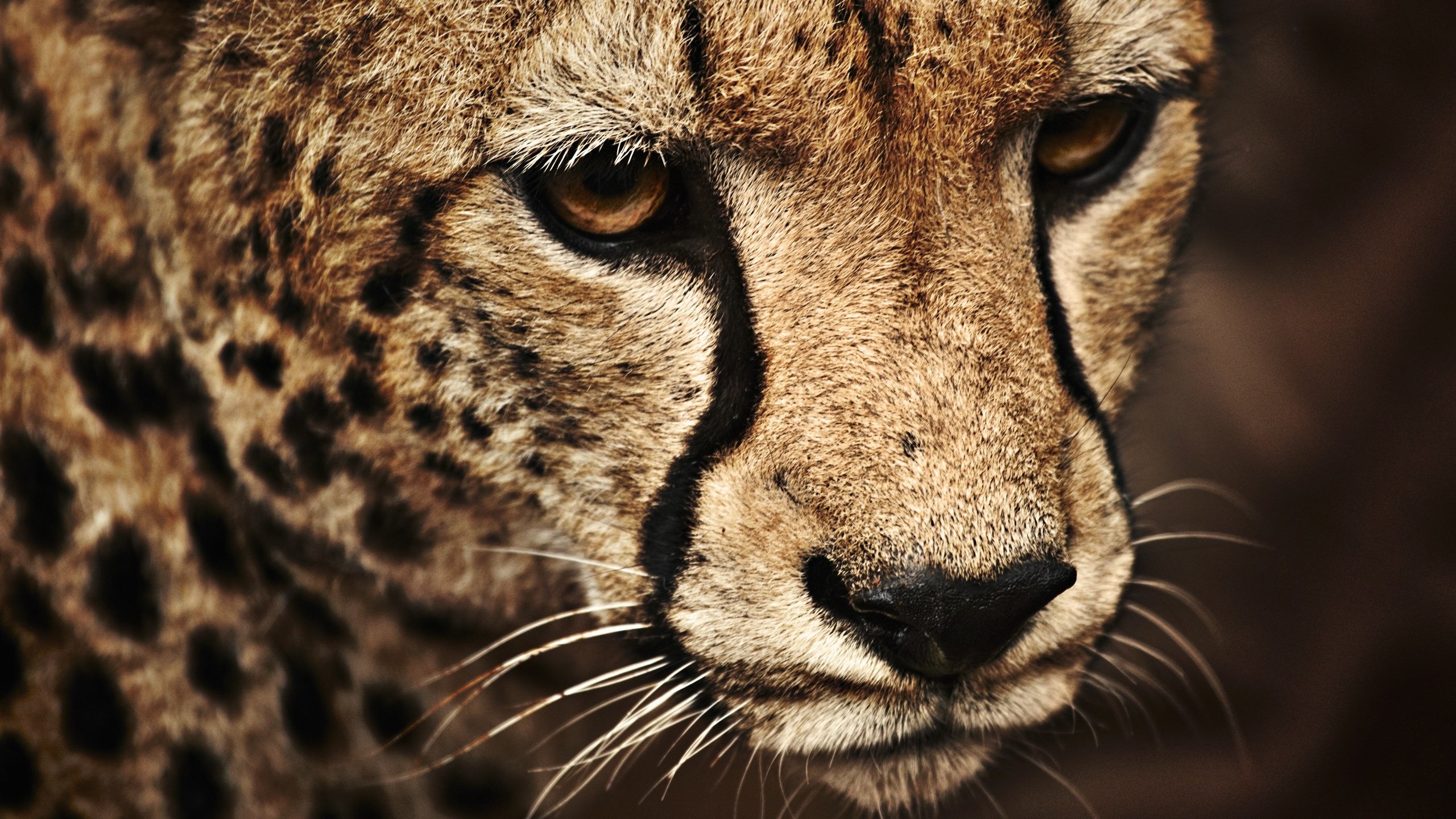 Обои морда, кошка, леопард, пятна, нос, face, cat, leopard, spot, nose разрешение 2560x1596 Загрузить