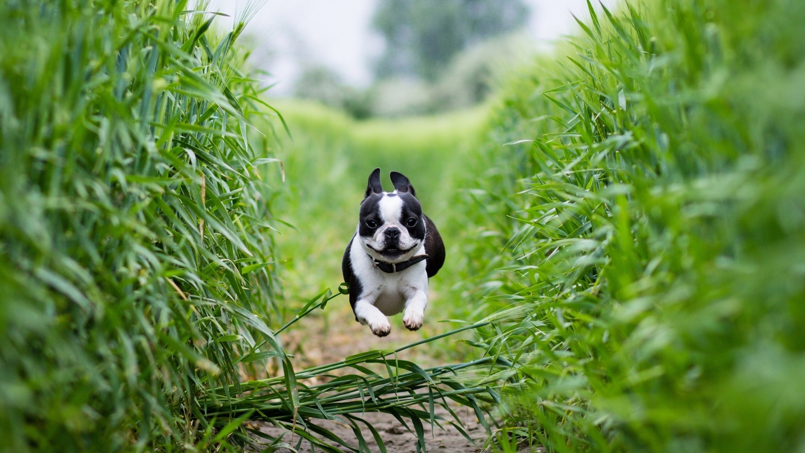 Обои поле, собака, тропинка, бег, бостон-терьер, field, dog, path, running, boston terrier разрешение 2561x1600 Загрузить