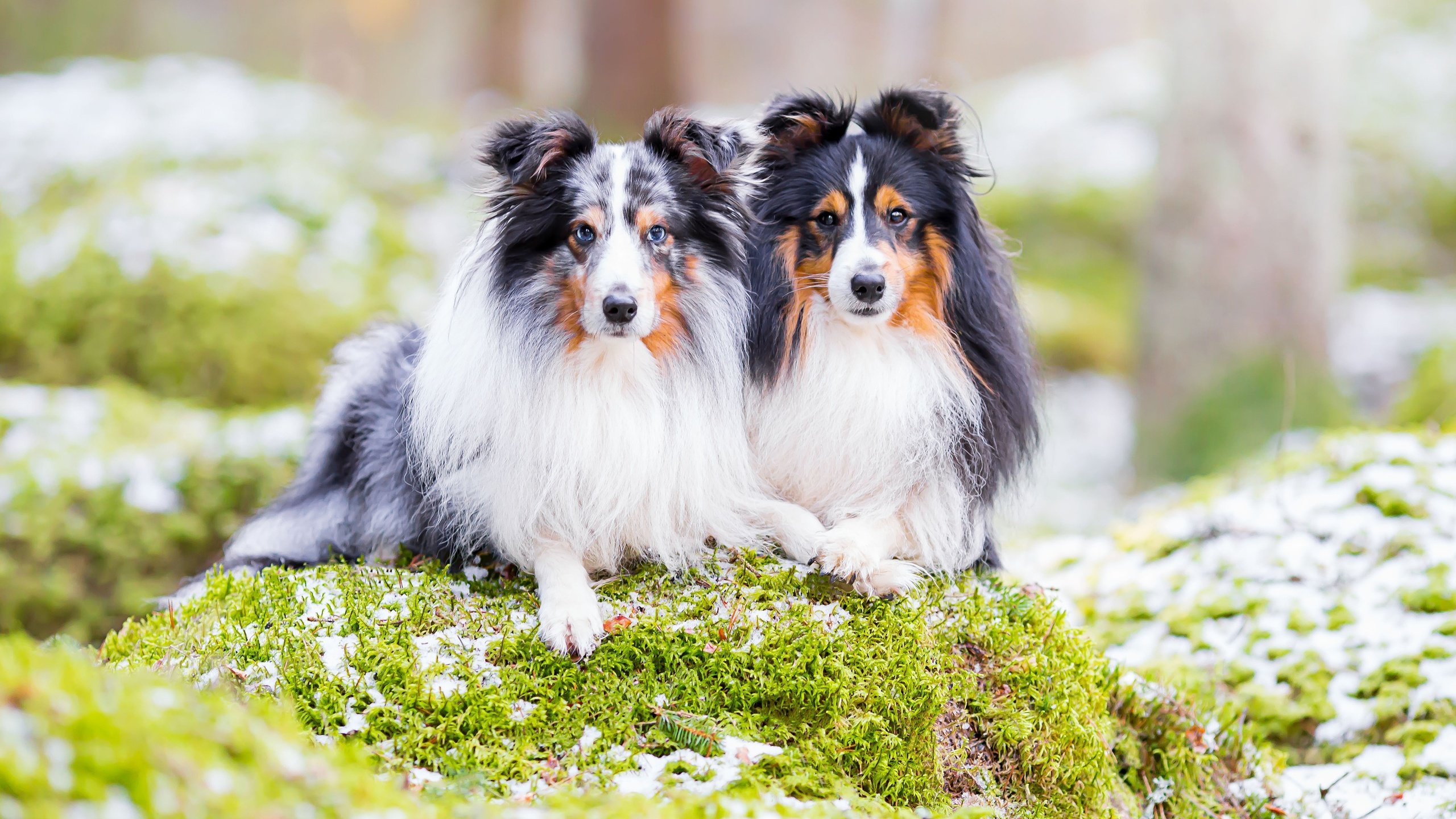 Обои природа, парочка, собаки, шелти, шетландская овчарка, nature, a couple, dogs, sheltie, shetland sheepdog разрешение 3600x2400 Загрузить