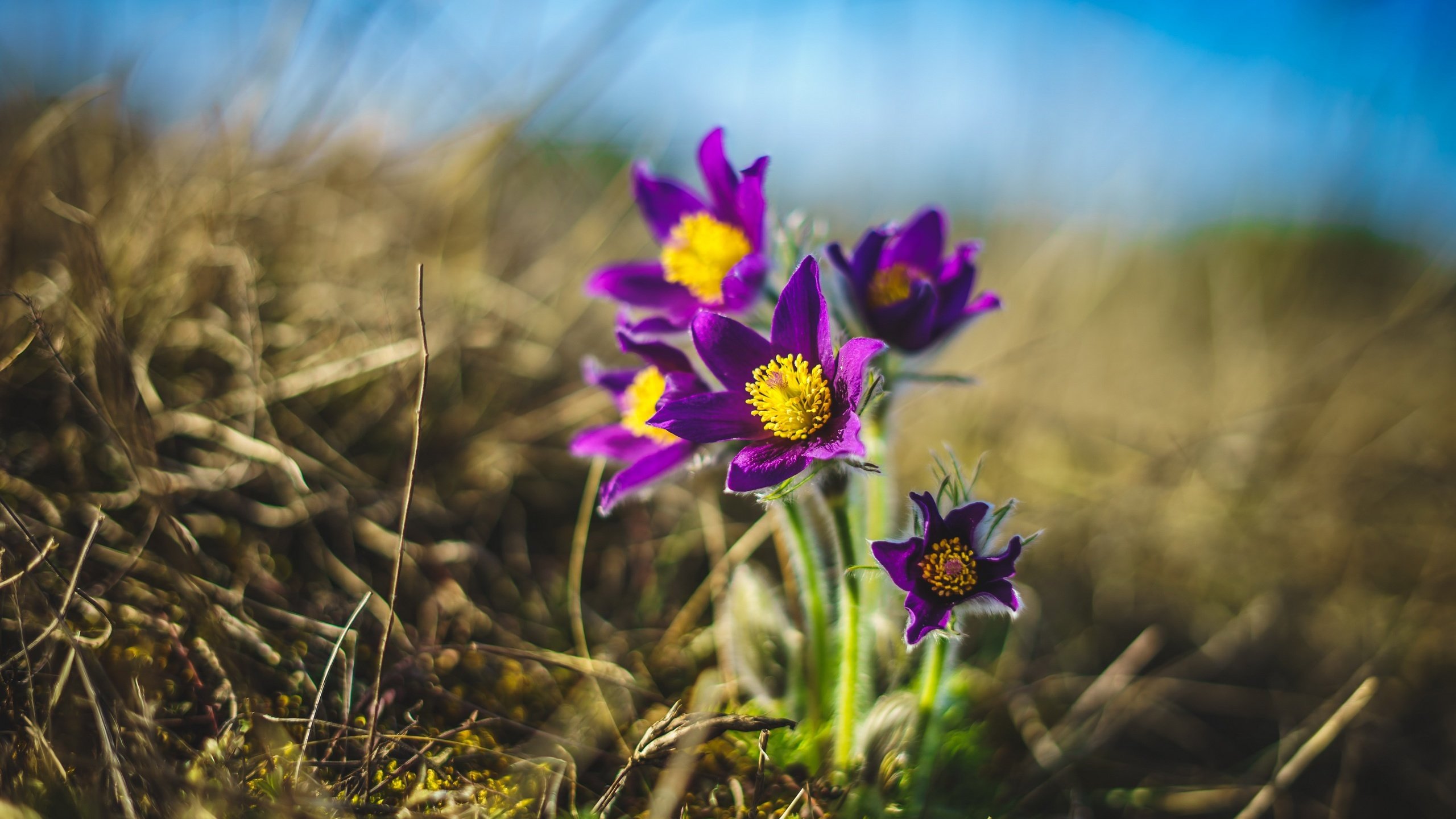 Обои цветы, природа, весна, сон-трава, прострел, flowers, nature, spring, sleep-grass, cross разрешение 2560x1707 Загрузить