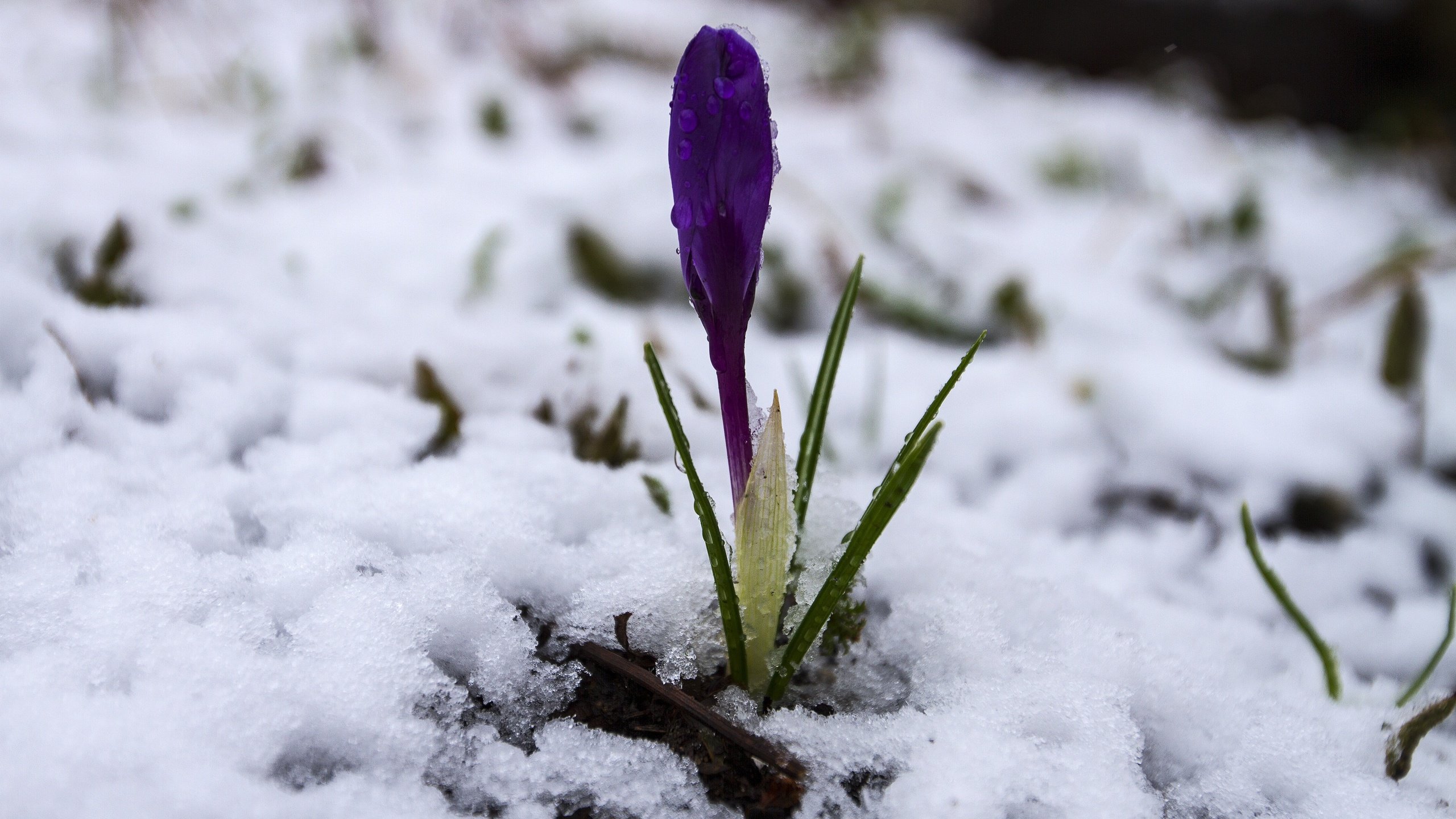 Обои снег, макро, крокус, шафран, snow, macro, krokus, saffron разрешение 5032x3456 Загрузить