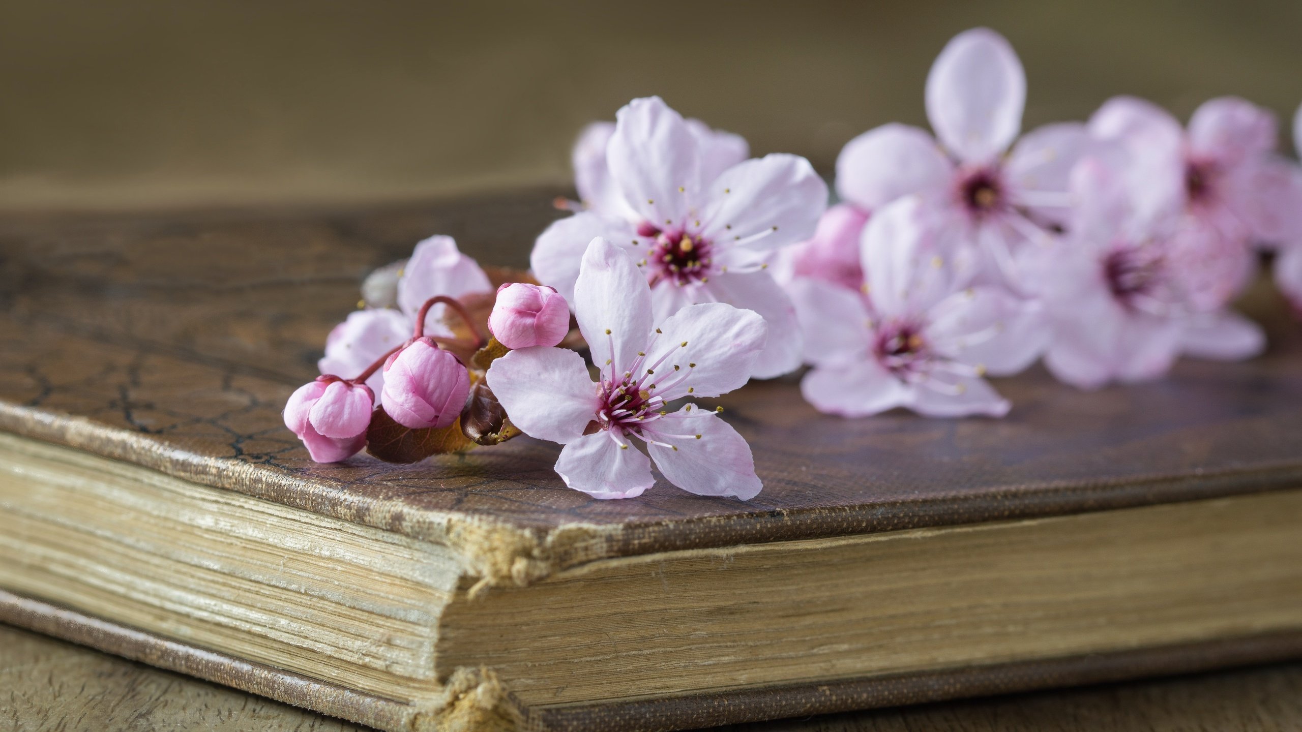 Обои стиль, вишня, книга, цветки, style, cherry, book, flowers разрешение 5493x3652 Загрузить