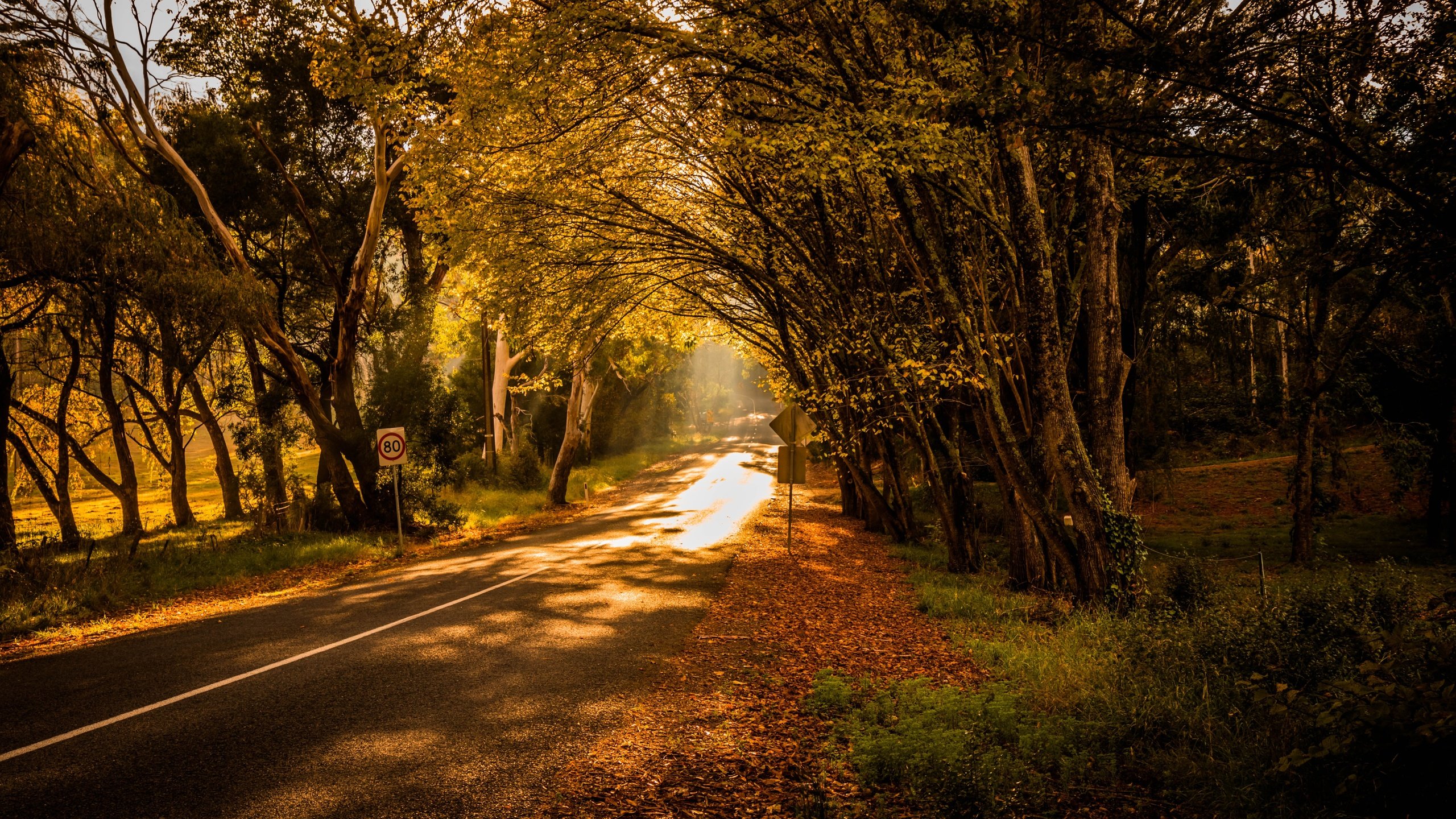 Обои свет, дорога, деревья, природа, light, road, trees, nature разрешение 6000x4000 Загрузить