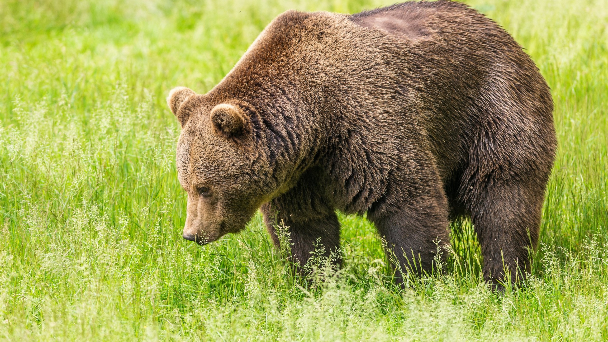 Обои трава, зелень, поле, медведь, бурый медведь, grass, greens, field, bear, brown bear разрешение 3240x2000 Загрузить