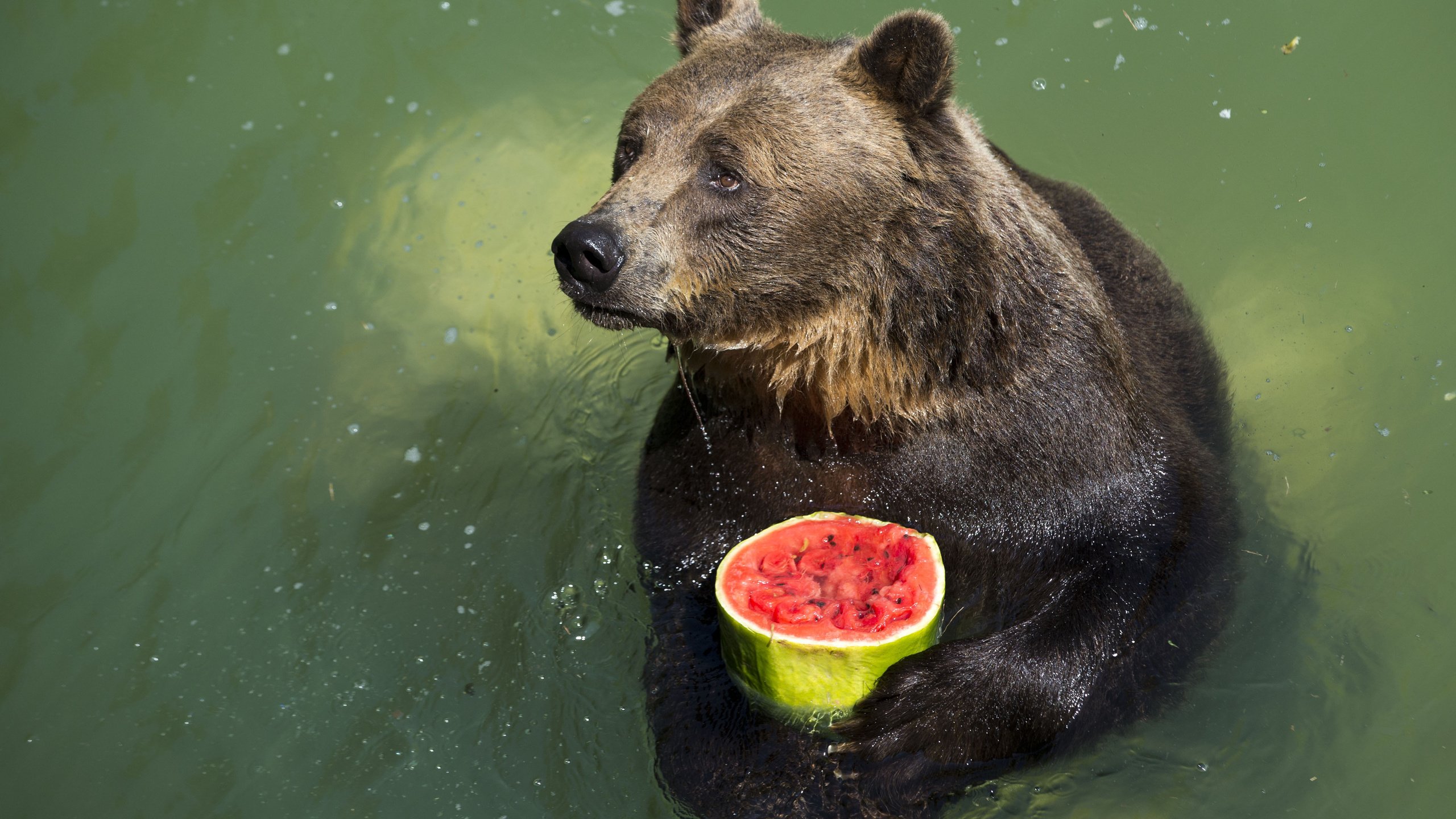 Обои вода, лапы, капли, медведь, арбуз, water, paws, drops, bear, watermelon разрешение 2560x1600 Загрузить