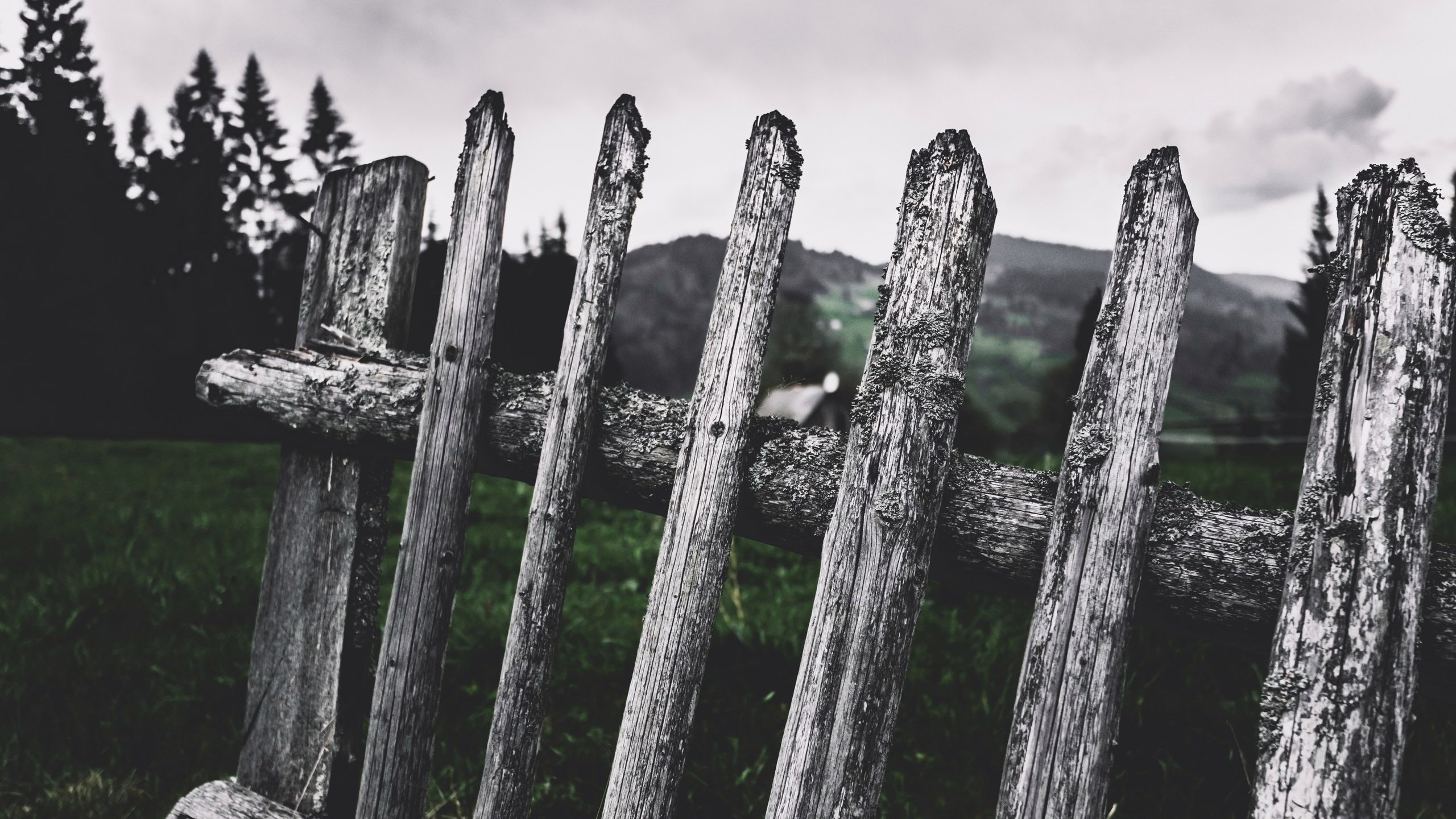 Обои деревья, природа, фон, забор, cornelia pavlyshyn, штакетник, trees, nature, background, the fence, fence разрешение 2560x1686 Загрузить