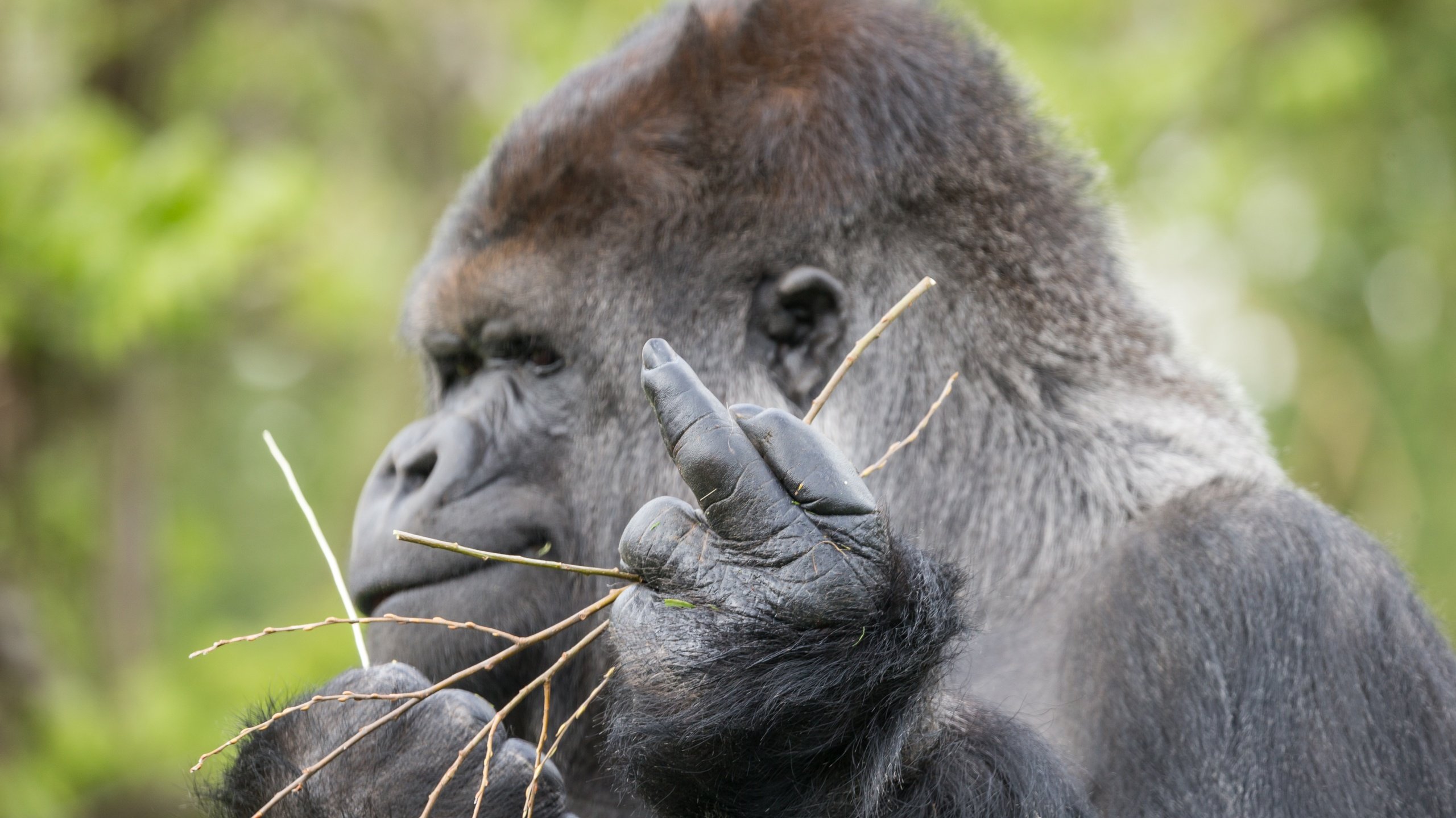 Обои профиль, знак, обезьяна, жест, горилла, примат, profile, sign, monkey, gesture, gorilla, the primacy of разрешение 5184x3456 Загрузить