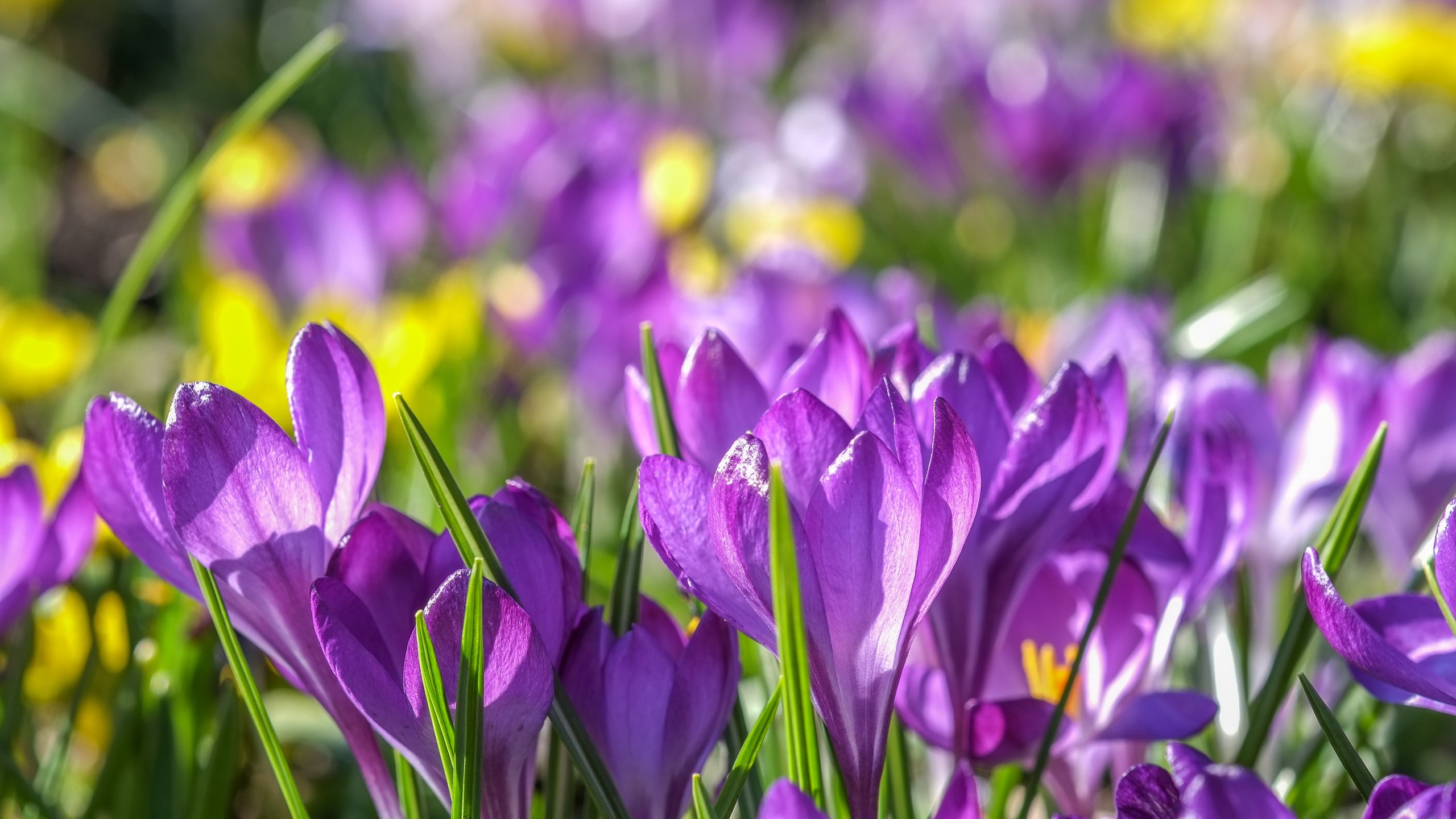 Обои цветы, весна, фиолетовые, крокусы, крокус, шафран, flowers, spring, purple, crocuses, krokus, saffron разрешение 4896x2760 Загрузить