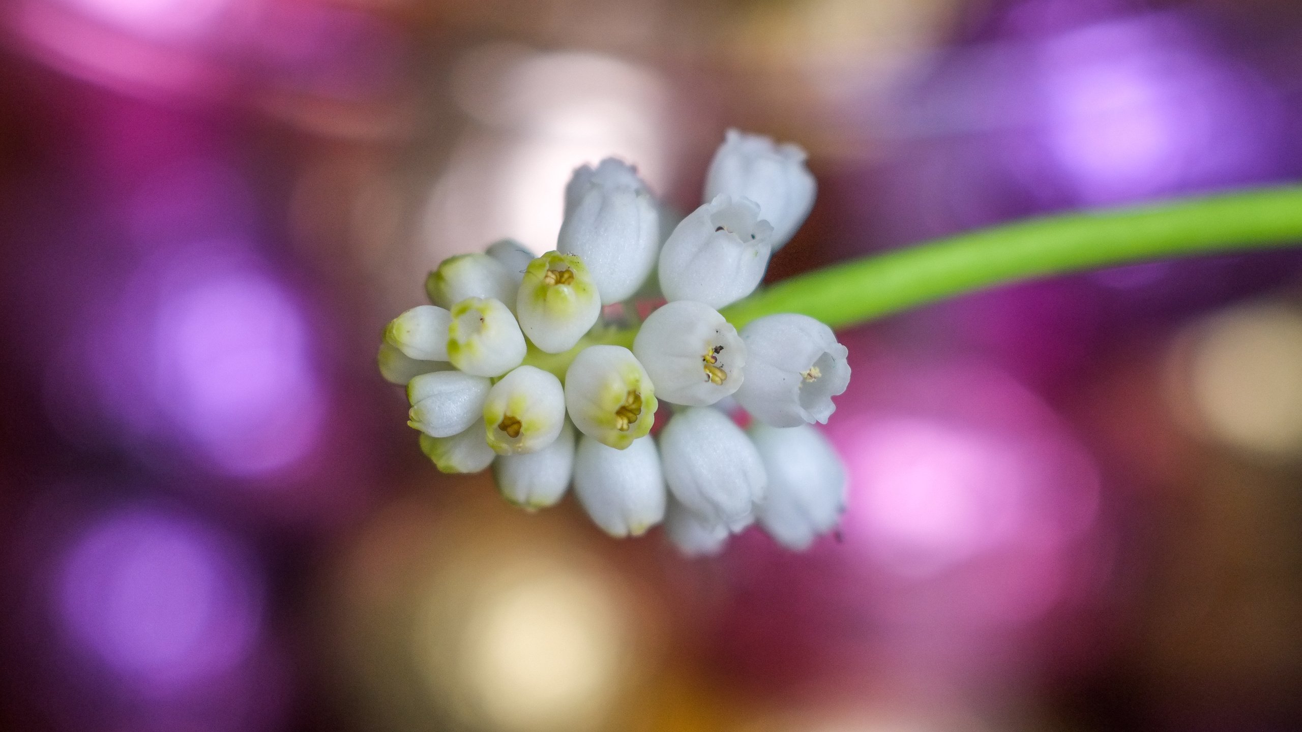 Обои цветы, весна, белые, мускари, flowers, spring, white, muscari разрешение 4896x2760 Загрузить