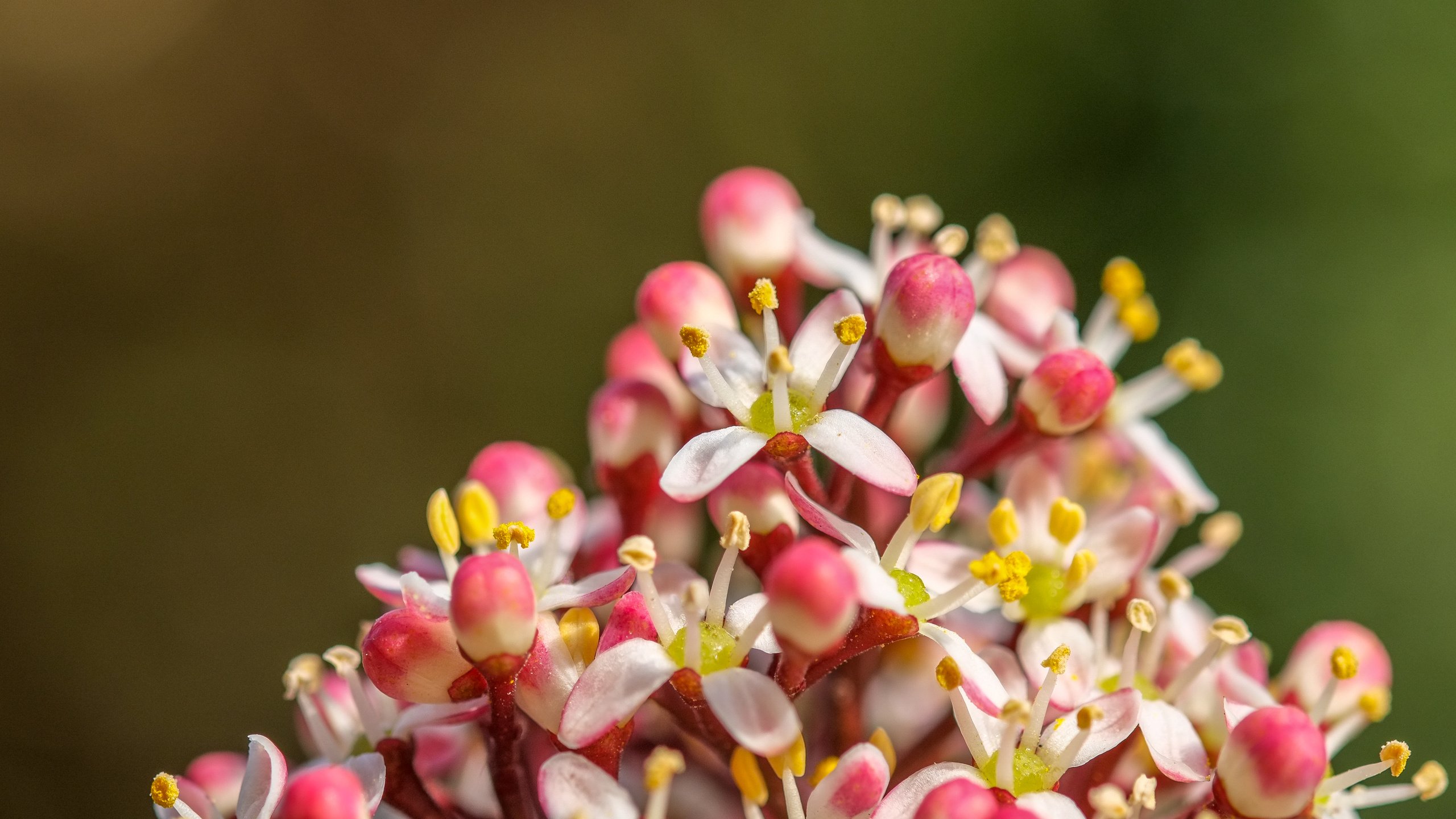 Обои природа, цветение, фон, весна, соцветие, jazzmatica, nature, flowering, background, spring, inflorescence разрешение 4896x2760 Загрузить