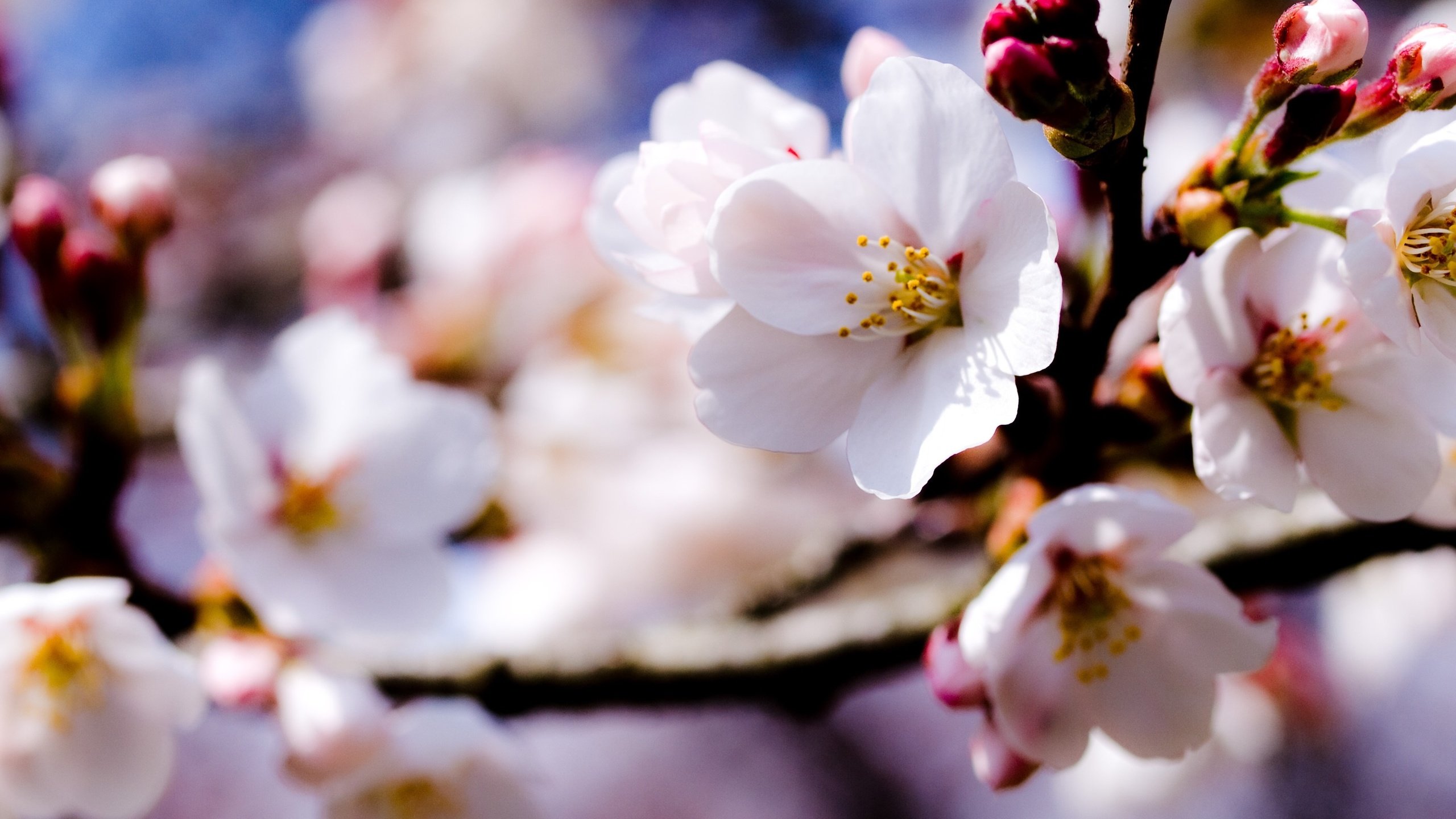 Обои цветы, ветка, природа, цветение, весна, яблоня, боке, flowers, branch, nature, flowering, spring, apple, bokeh разрешение 3648x2223 Загрузить