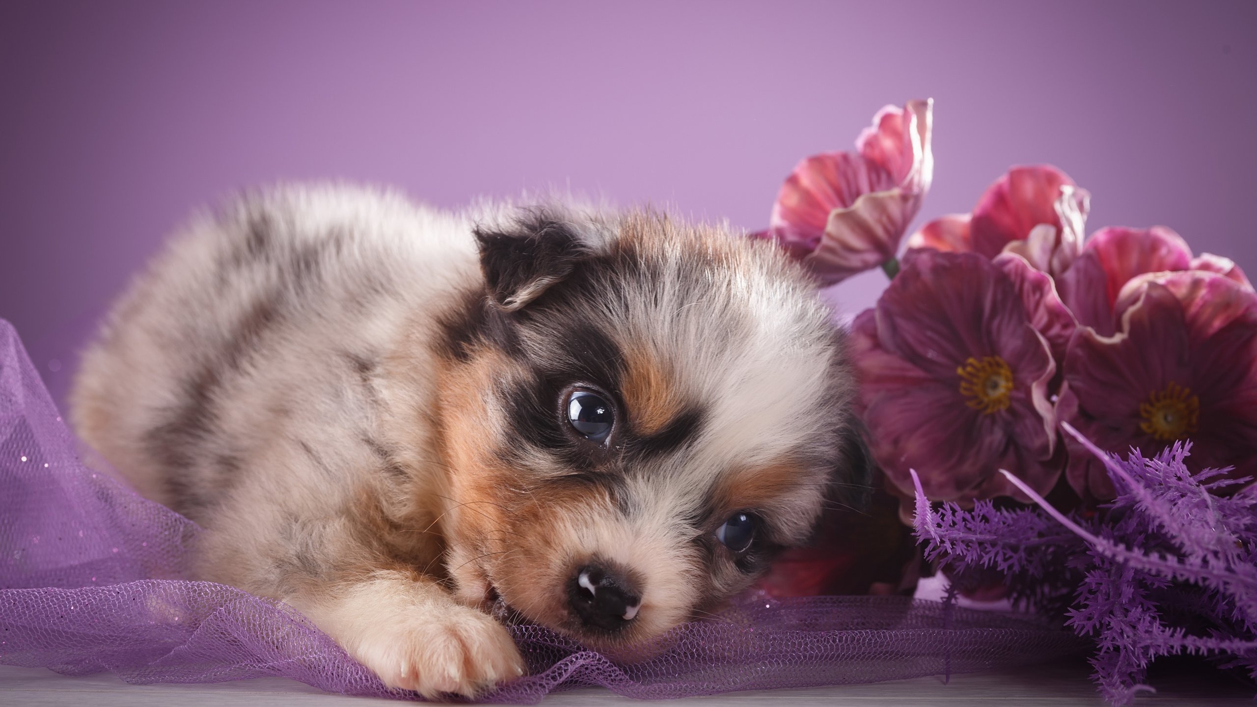 Обои цветы, взгляд, щенок, овчарка, австралийская овчарка, flowers, look, puppy, shepherd, australian shepherd разрешение 5172x3448 Загрузить