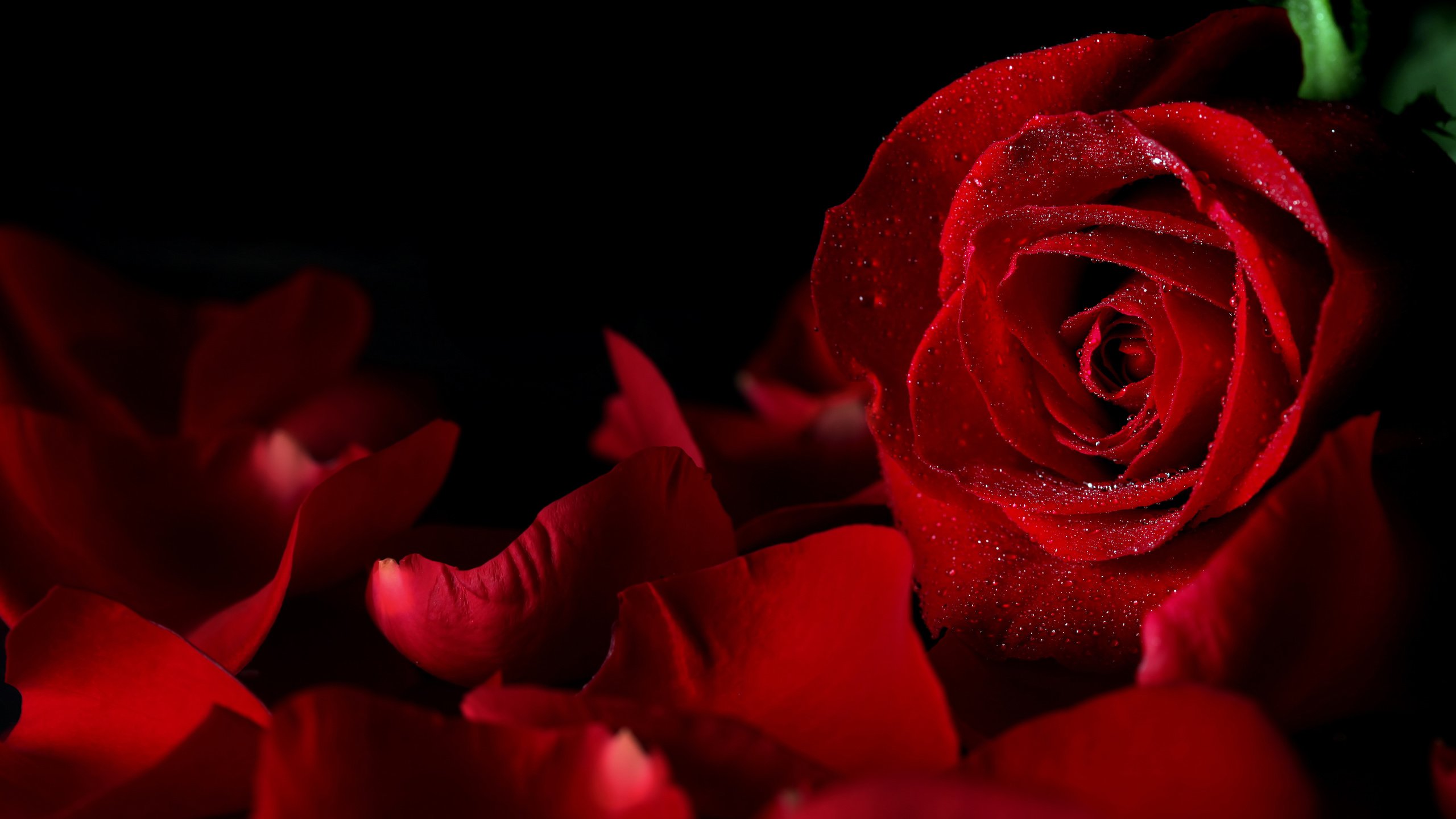 Обои макро, цветок, капли, роза, лепестки, красный, черный фон, macro, flower, drops, rose, petals, red, black background разрешение 5616x3744 Загрузить