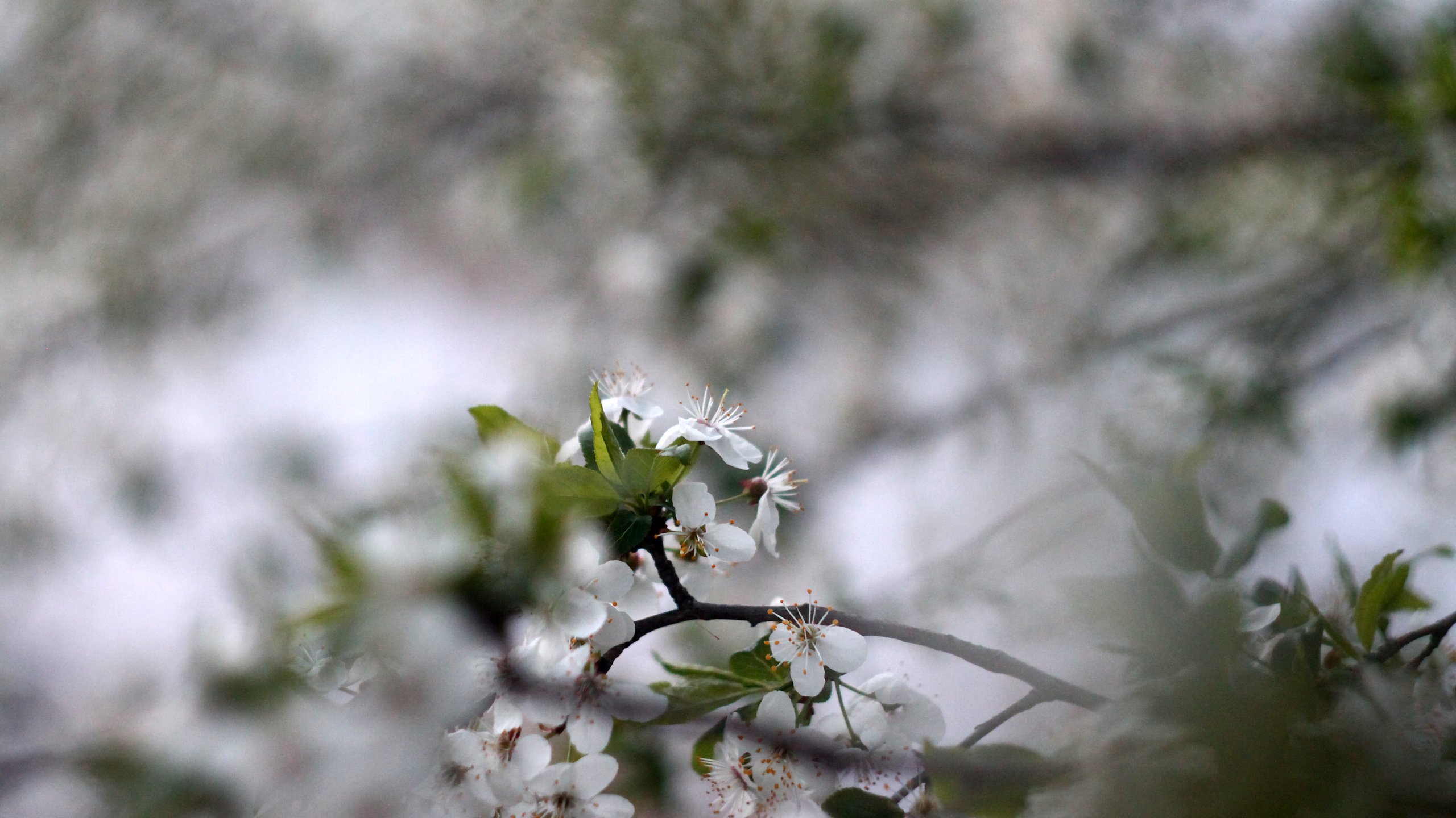 Обои природа, цветение, макро, фон, цветок, весна, боке, nature, flowering, macro, background, flower, spring, bokeh разрешение 4272x2848 Загрузить