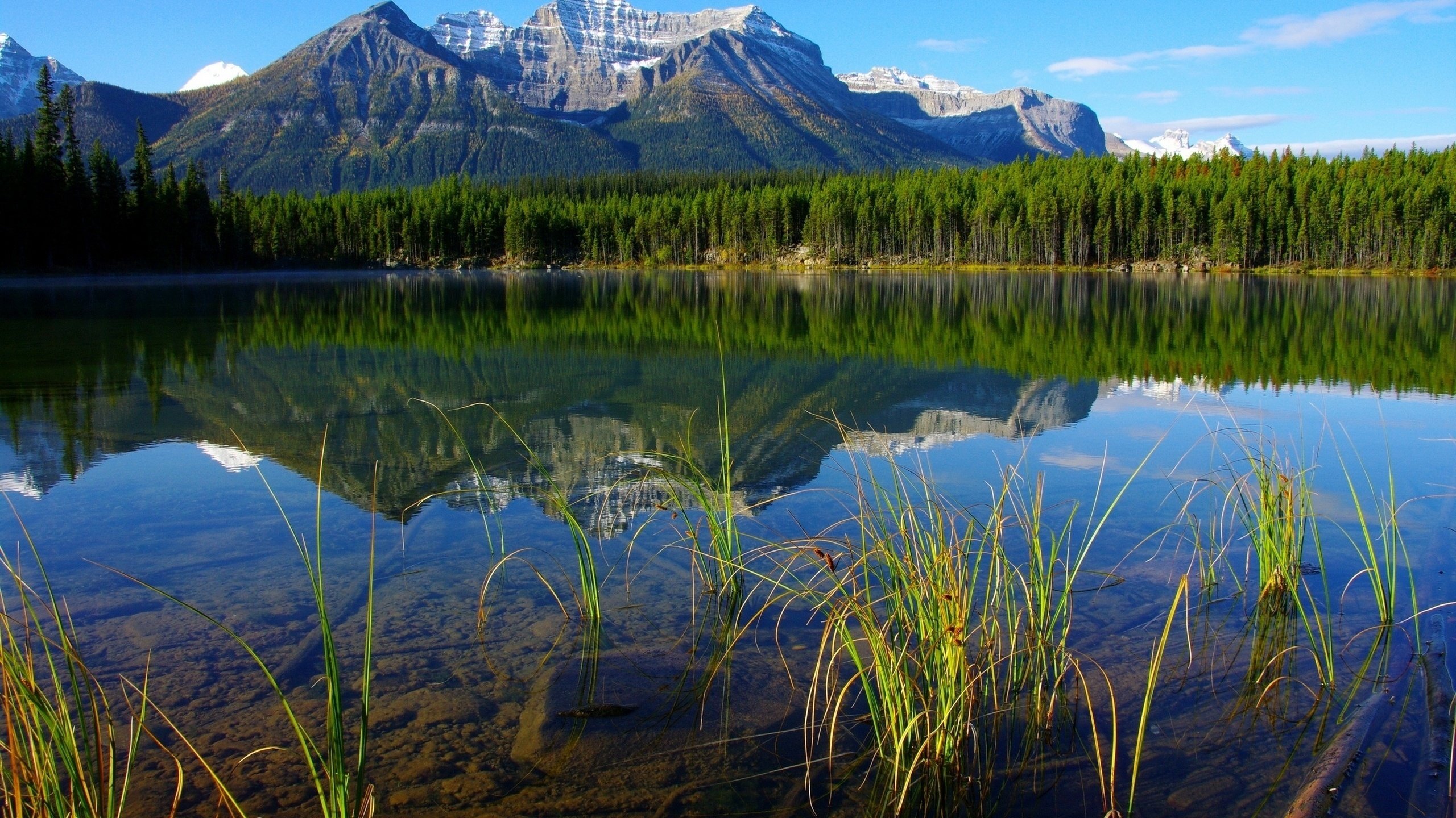 Обои трава, деревья, река, горы, лес, отражение, grass, trees, river, mountains, forest, reflection разрешение 2560x1701 Загрузить