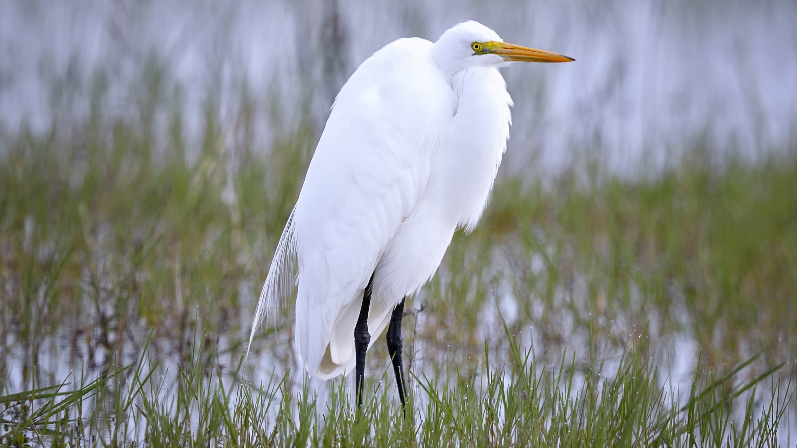 Обои природа, птица, клюв, цапля, белая цапля, nature, bird, beak, heron, white egret разрешение 2718x1600 Загрузить