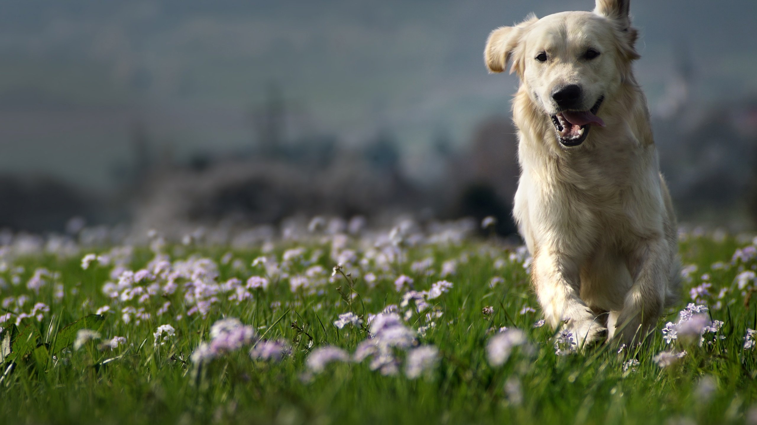 Обои природа, собака, луг, друг, золотистый ретривер, clé manuel, nature, dog, meadow, each, golden retriever, manuel clé разрешение 3000x2000 Загрузить