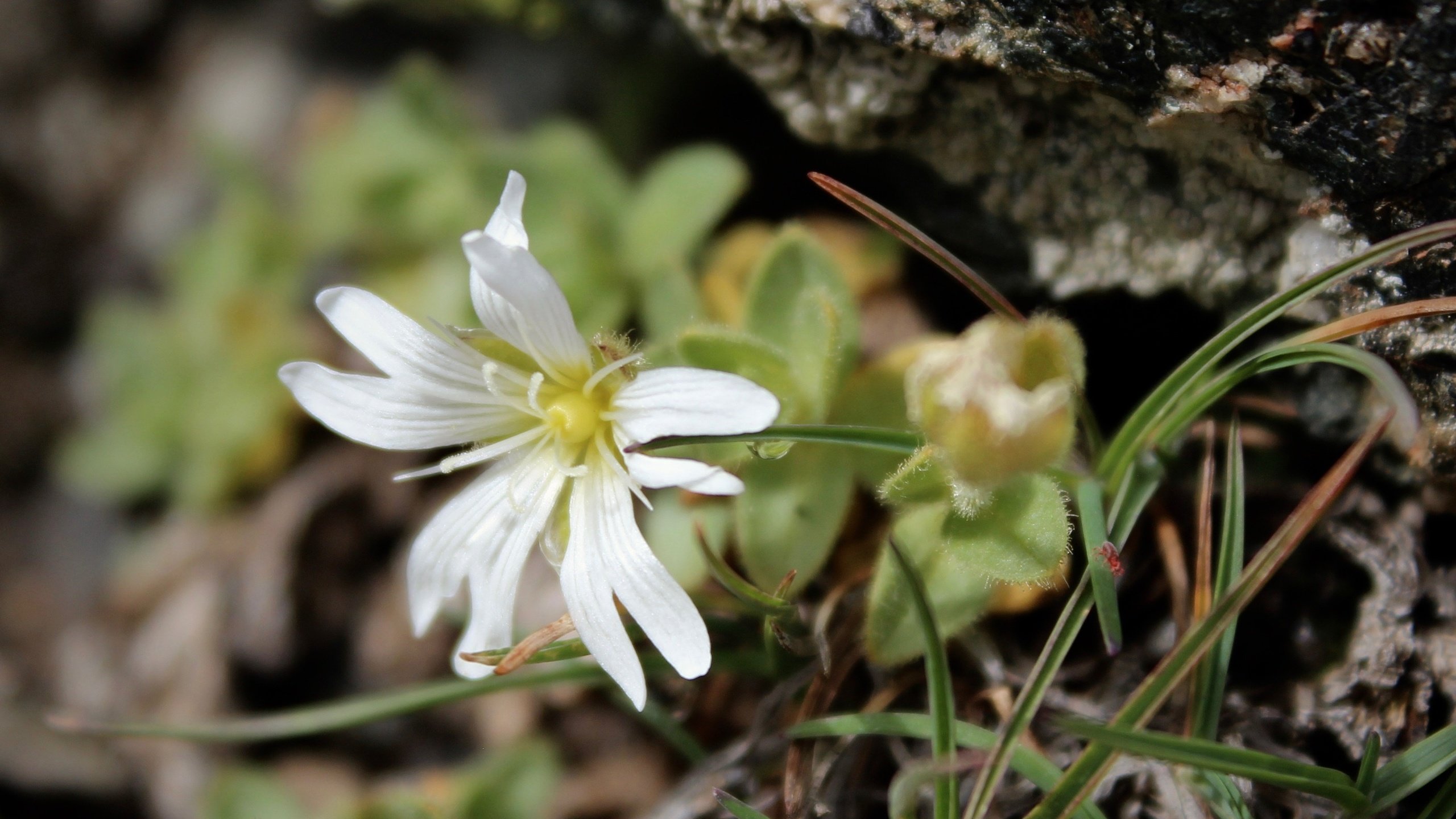 Обои природа, фон, лепестки, белый цветок, nature, background, petals, white flower разрешение 3289x3289 Загрузить