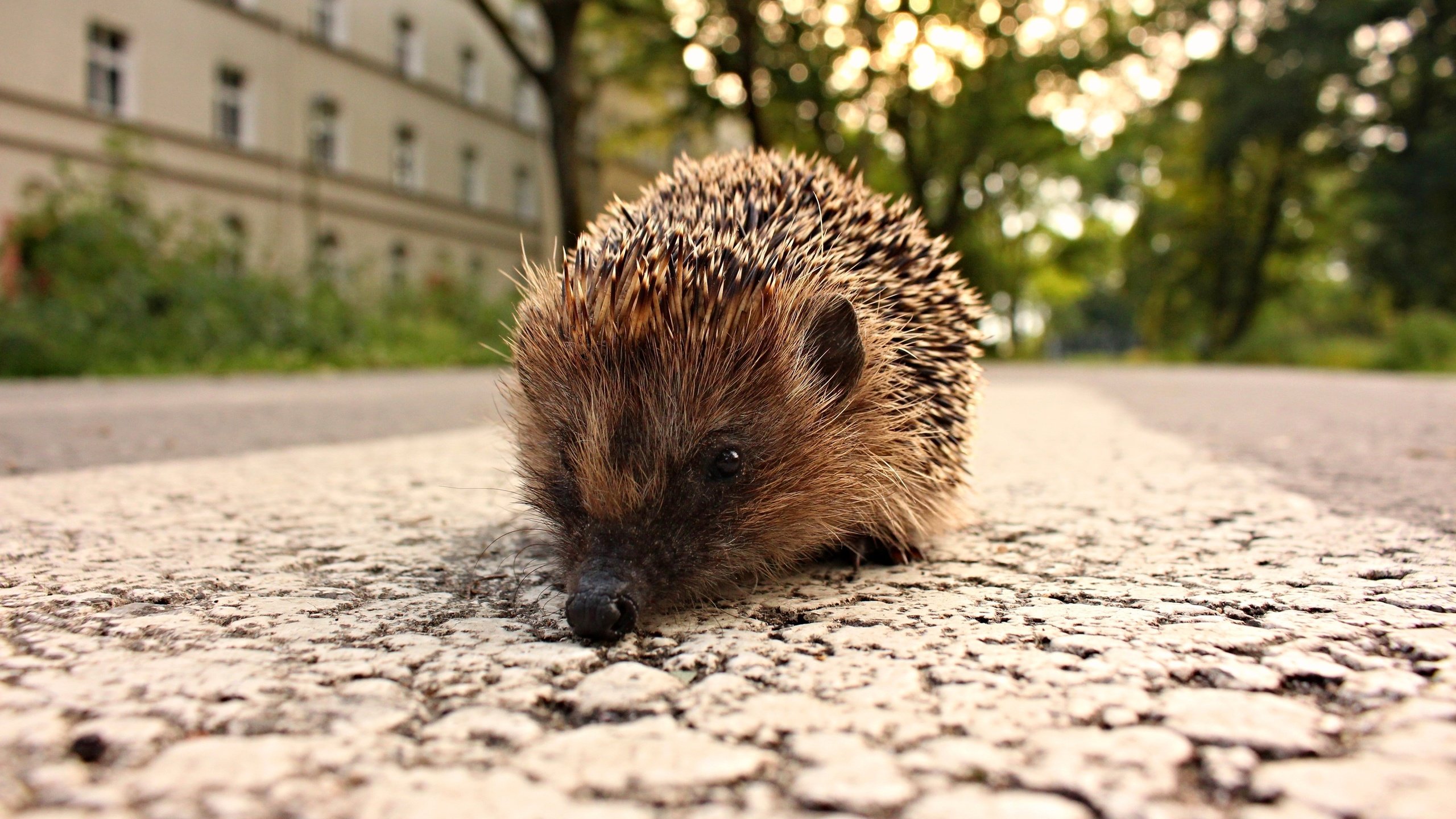 Обои дорога, город, животное, ежик, еж, road, the city, animal, hedgehog разрешение 5184x3456 Загрузить